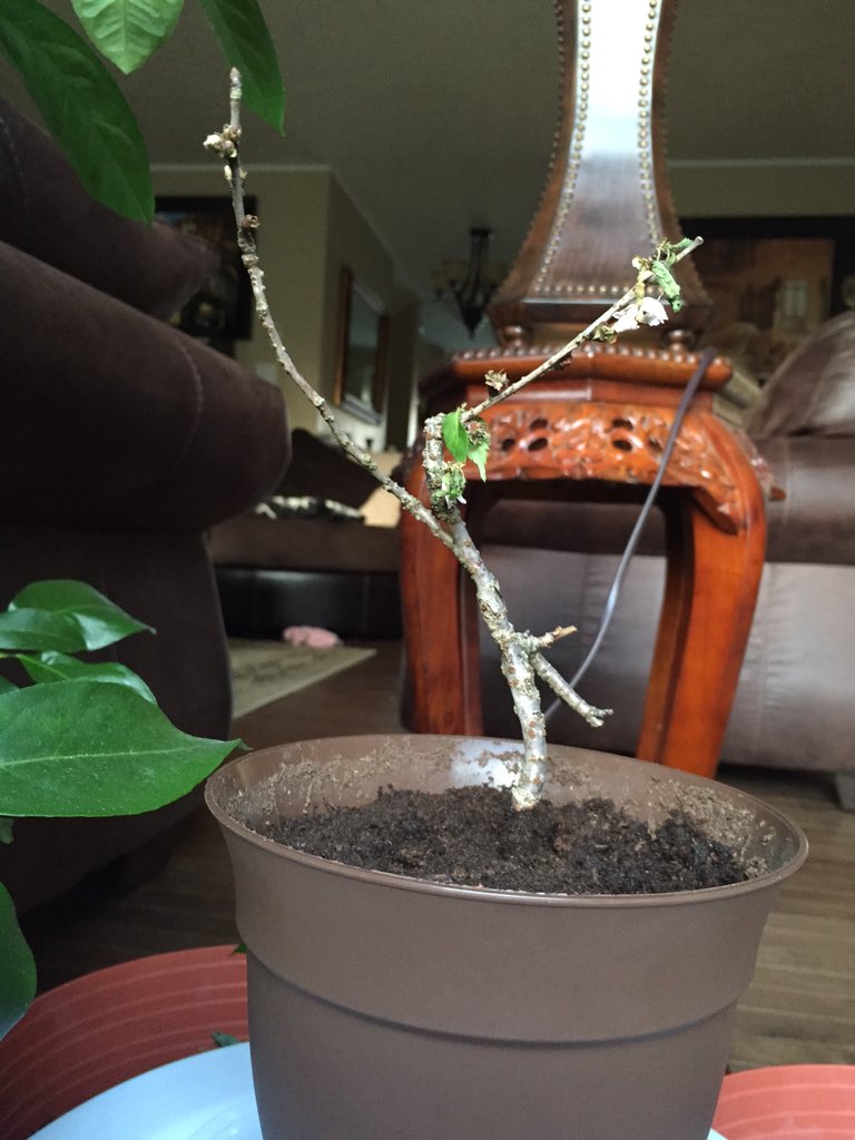watering Leaves on my Cherry Blossom Tree are Wilting Gardening & Landscaping Stack Exchange