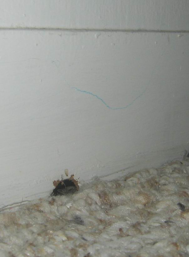 animation Why were mouse holes often represented in cartoons and