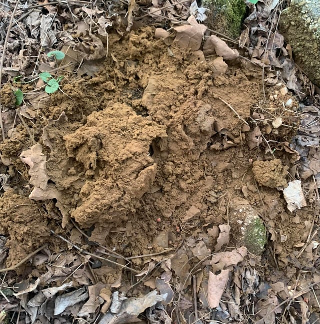 Identification of brown fungi/mold Gardening & Landscaping Stack Exchange