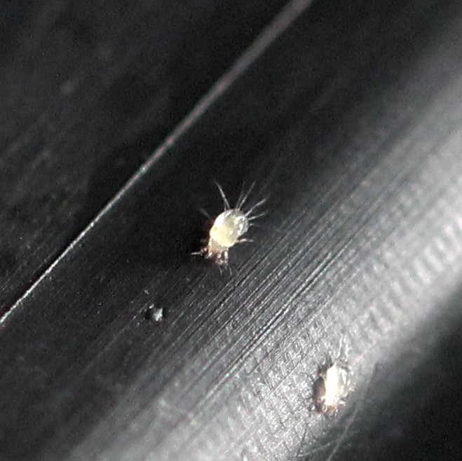 botany Unknown mite species in plant pots Biology Stack Exchange