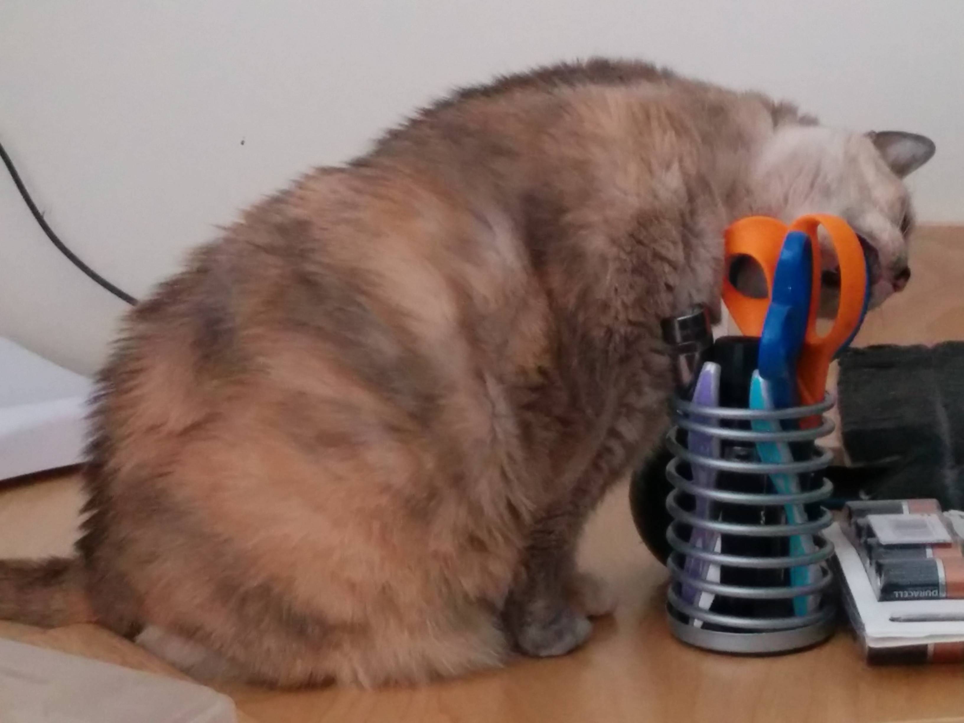 eating Should I worry about my cat chewing scissor handles? Pets Stack Exchange