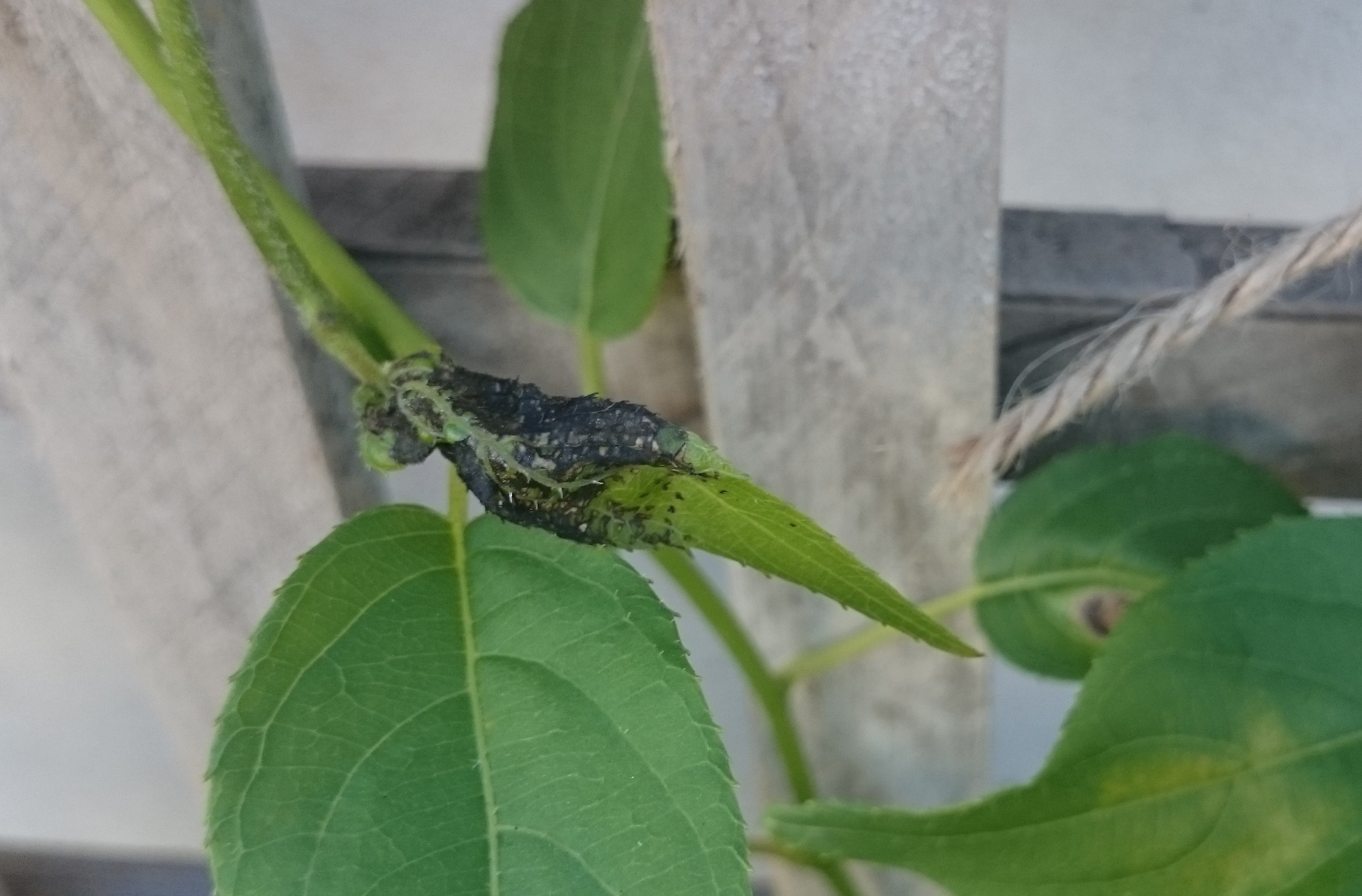 diseases Kiwi Actinidia arguta Issai black spots / patches on younger
