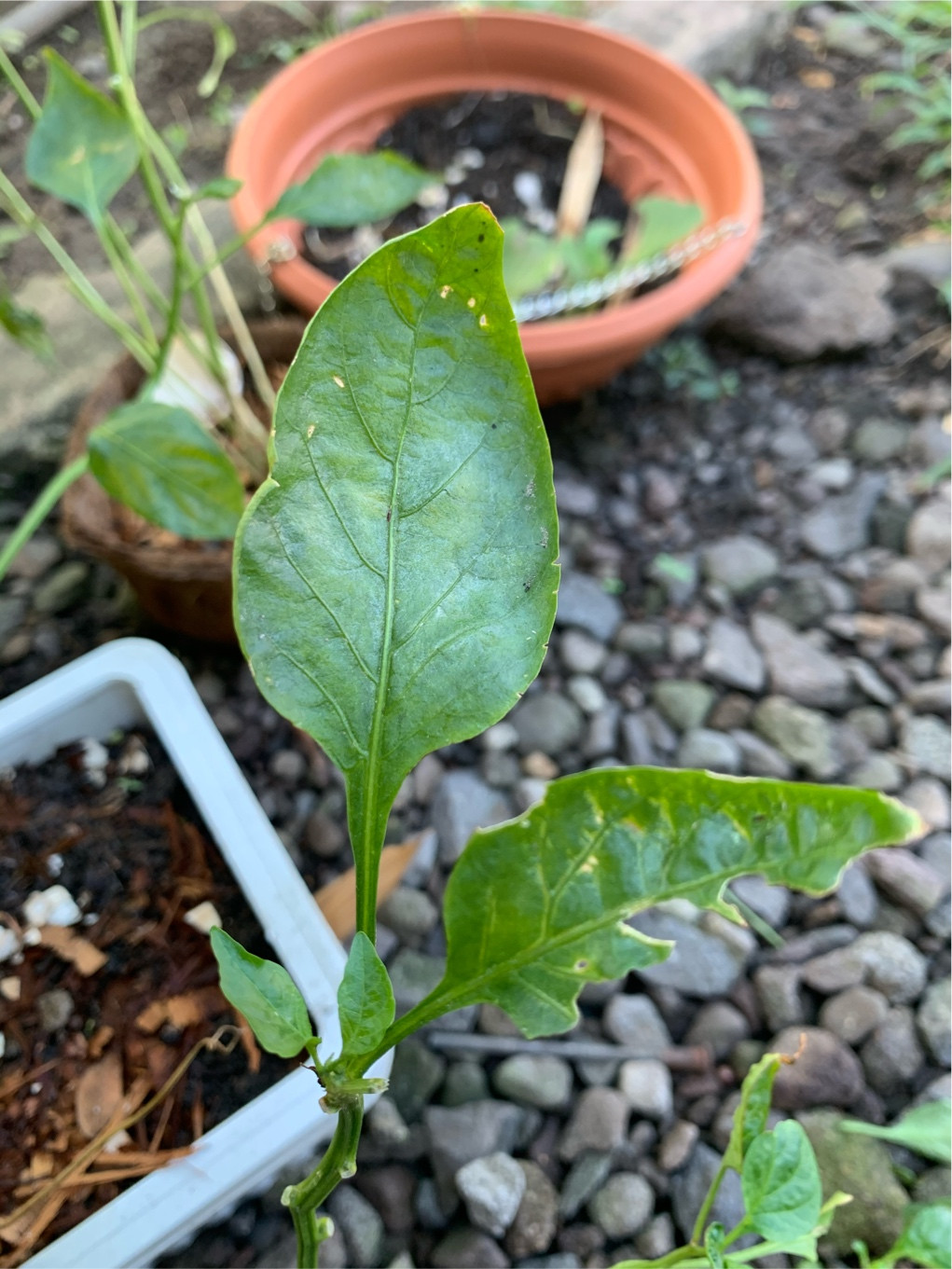 pests What’s eating the leaves of my bell pepper plant Gardening