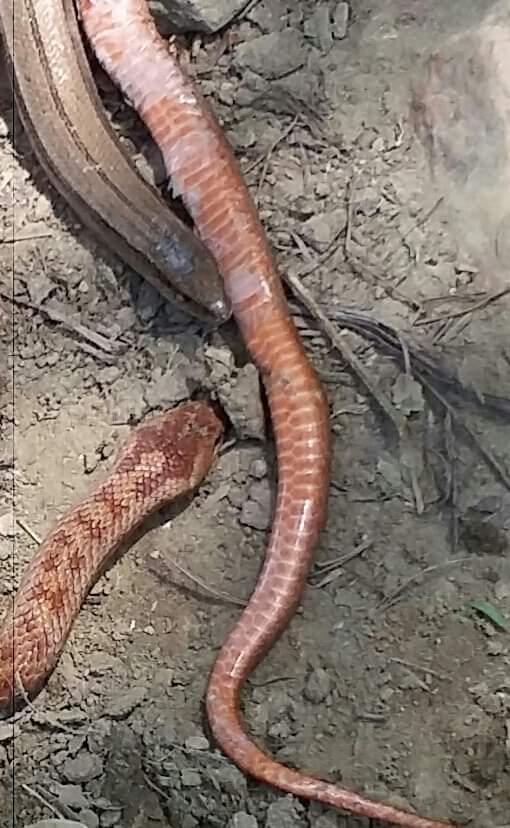 species identification What kind of snakes are in this photo