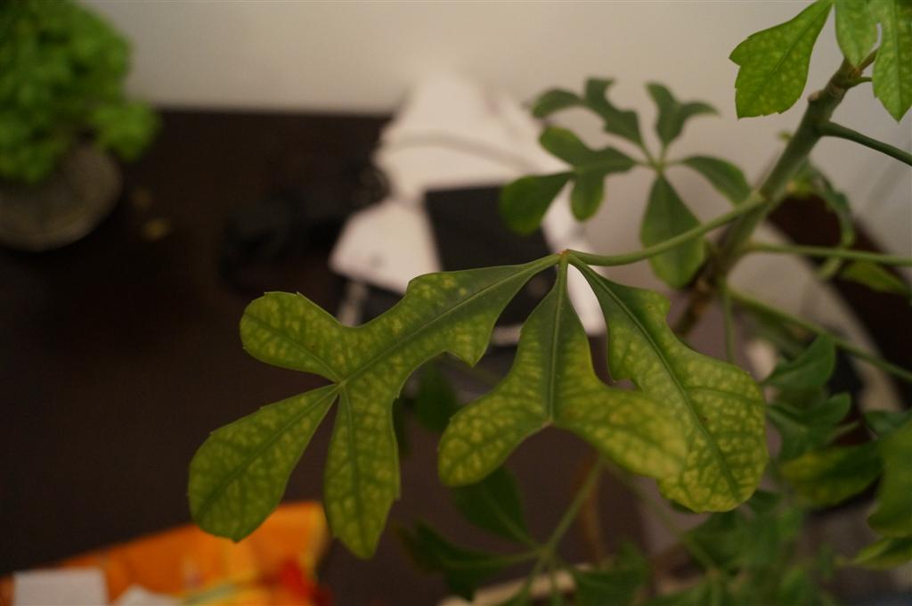 pests What is causing these dark spots on my bonsai tree? Gardening