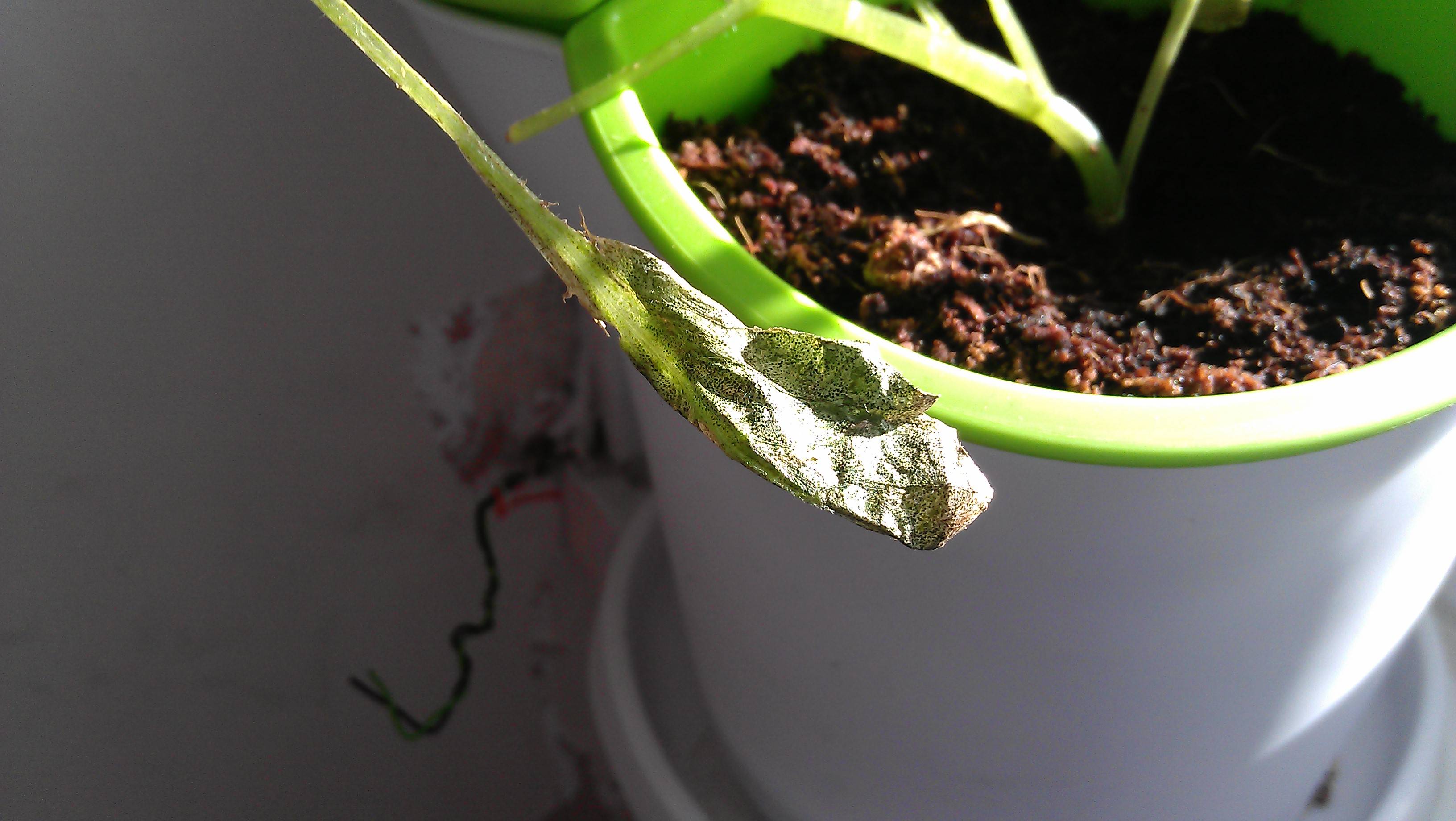 diagnosis What are the black flying things and why do the leaves look