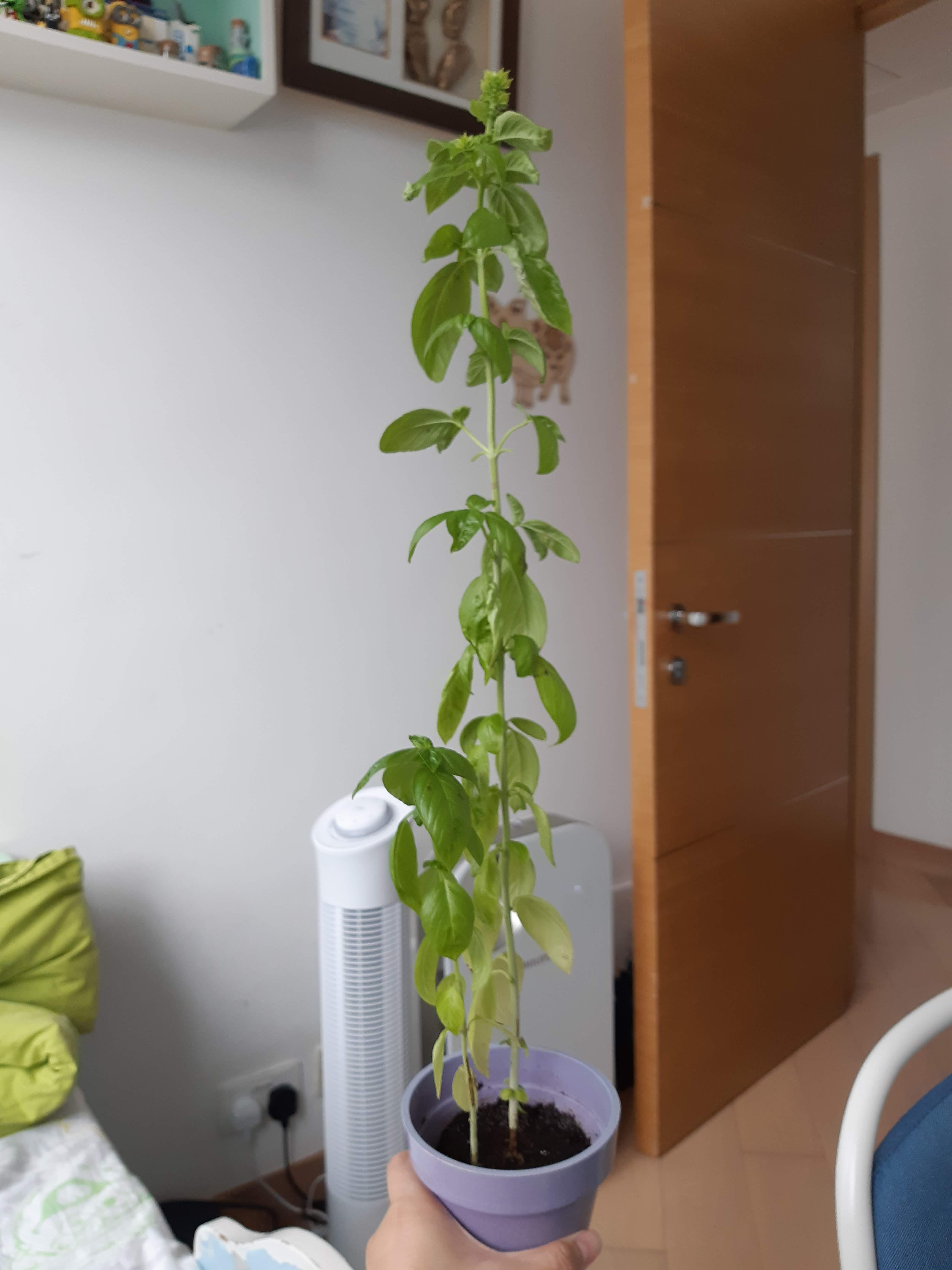 Why are my basil leaves turning black? Gardening & Landscaping Stack Exchange