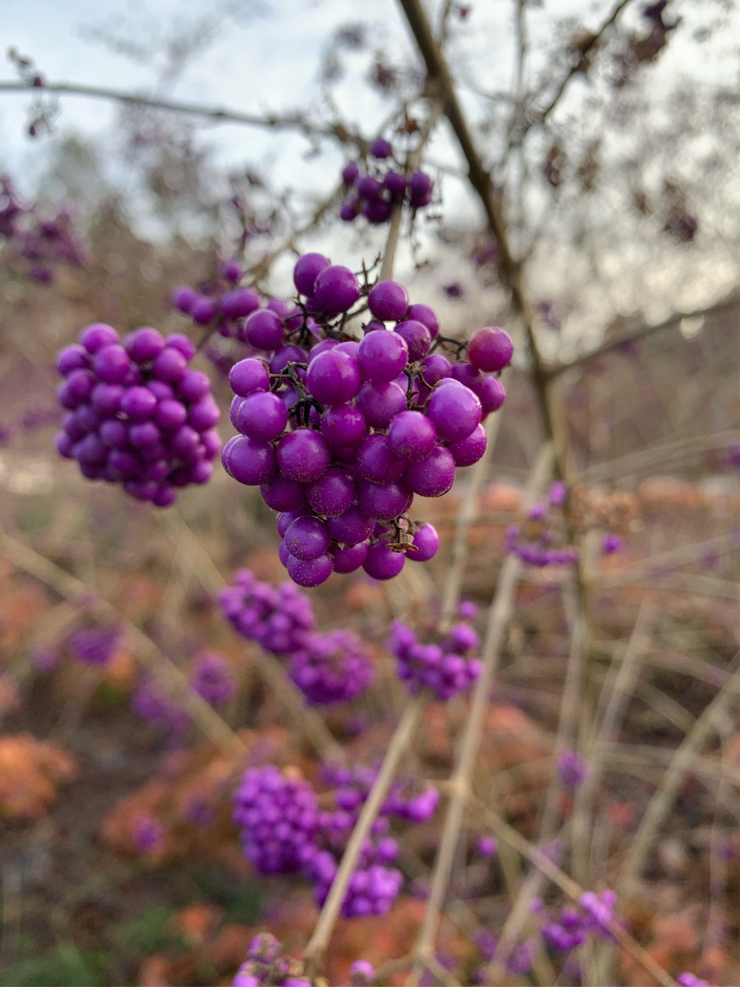 identification What plant is this purple berry like shrub