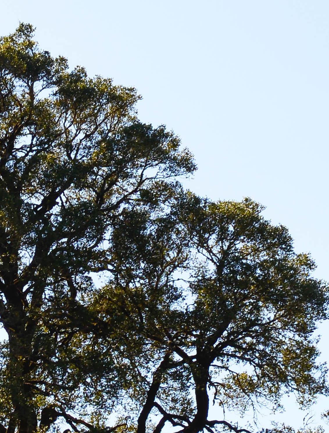 landscape How to fix bright sky behind trees bleeding into leaves? Photography Stack Exchange