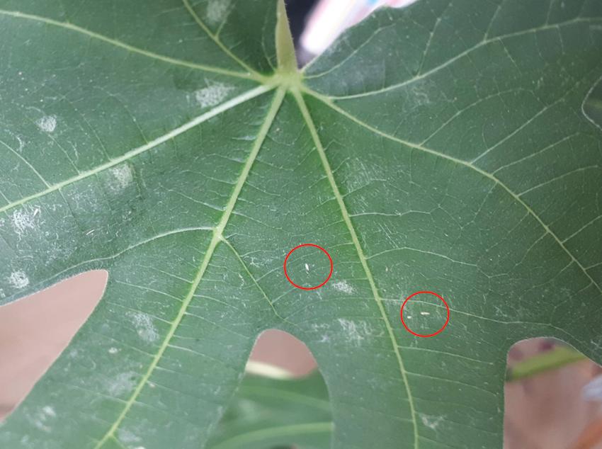 diseases What are these white spots on the leaves of my fig tree