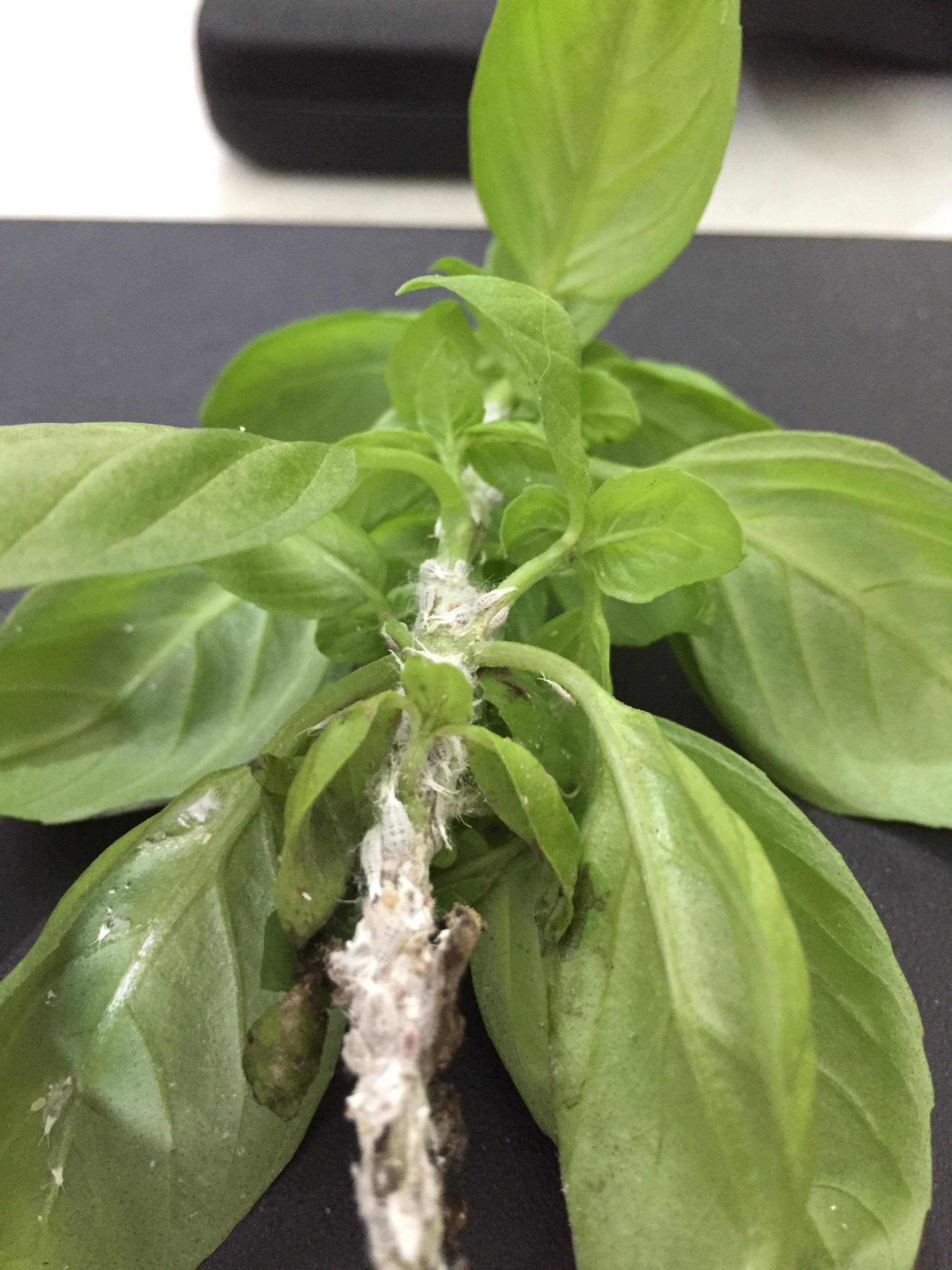 Sweet BasilPest Infestation Gardening & Landscaping Stack Exchange