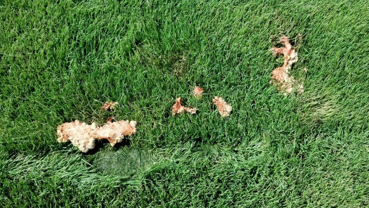 pest control How do I keep Grackle's from pooping on my lawn