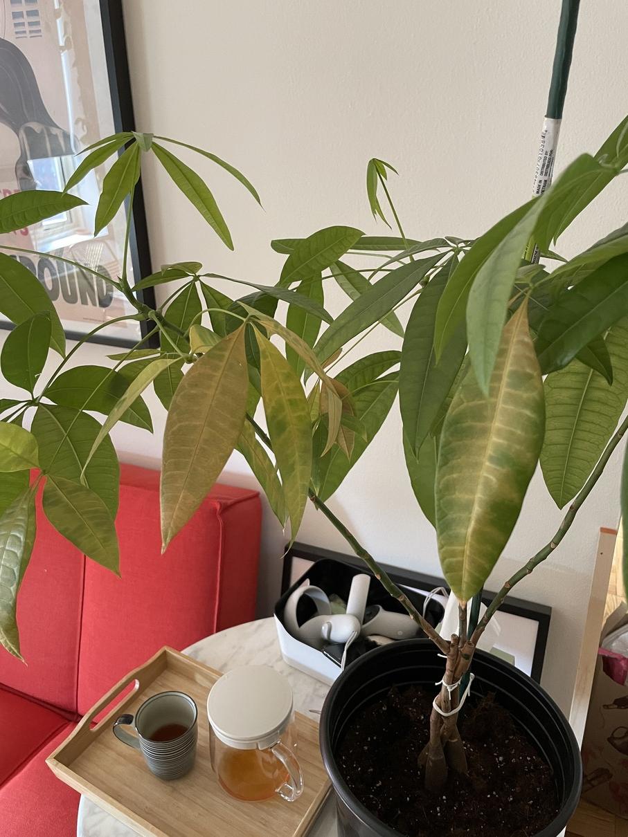 houseplants Should I not have repotted this Guiana Chestnut a few