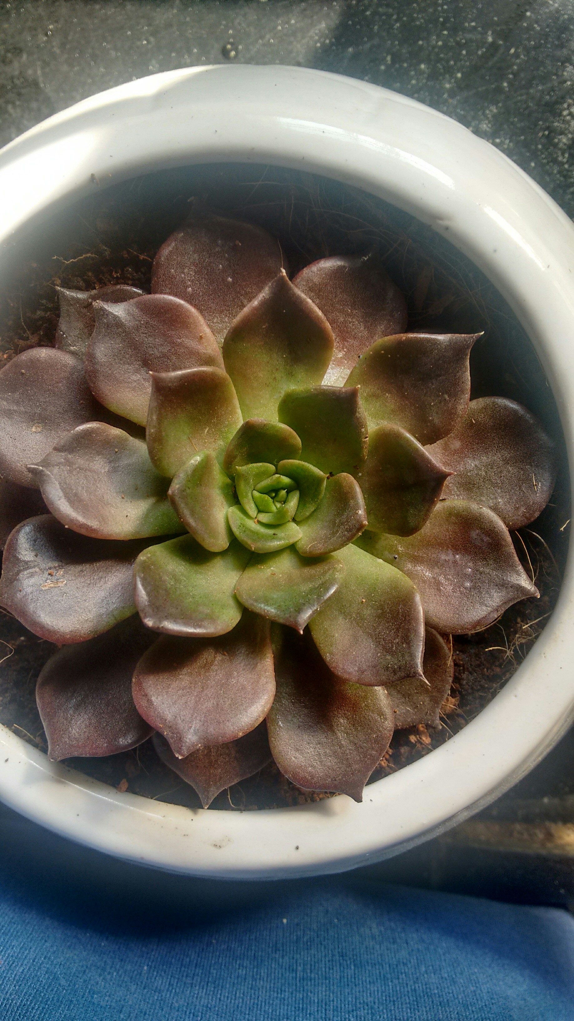 plant care Echeveria black prince leaves getting soft Gardening