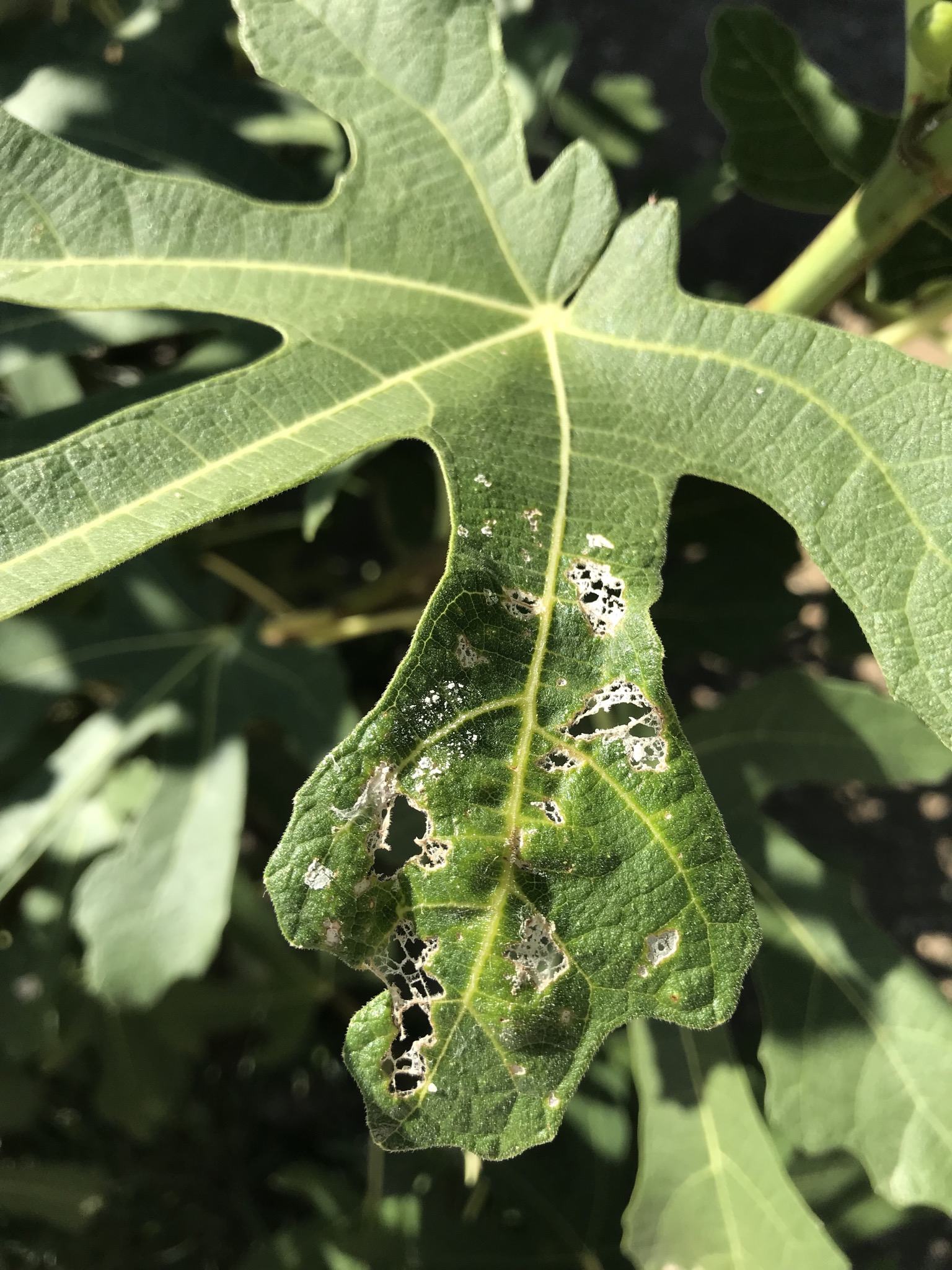 pests Fig tree white holes & bald spots Gardening & Landscaping