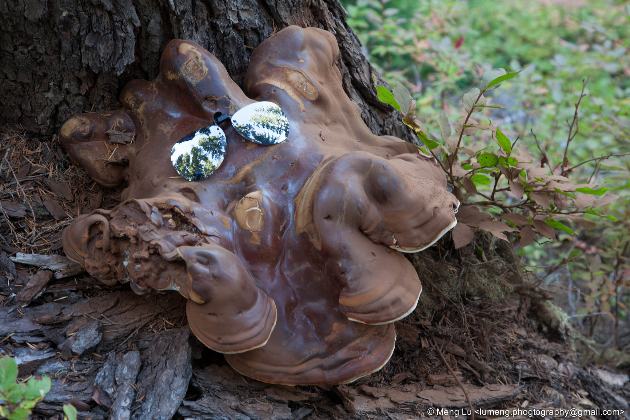 identification What is this extremely large brown fungus with white