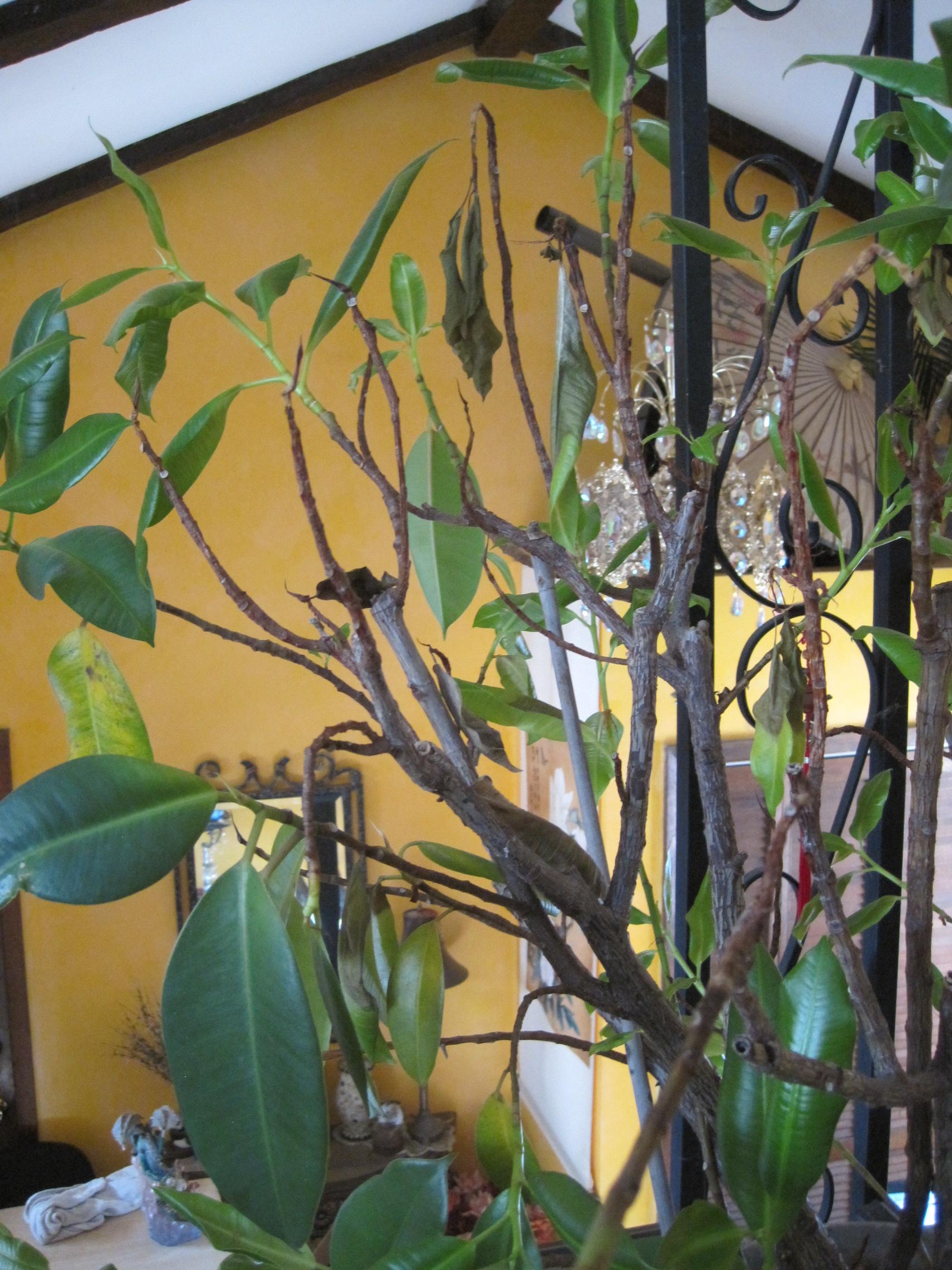 Rubber Tree Leaves Falling? Gardening & Landscaping Stack Exchange