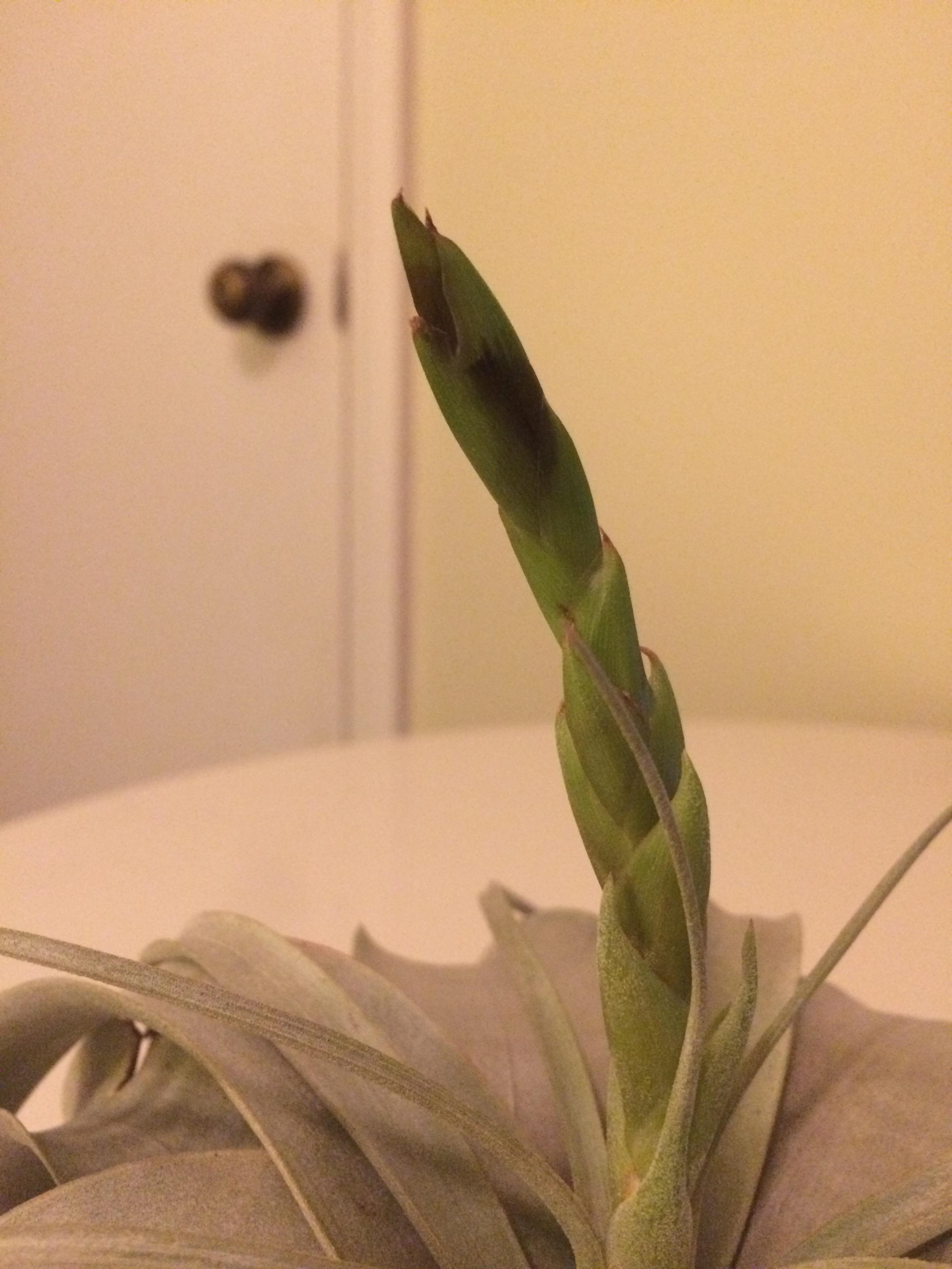 houseplants What is causing black spotting on my air plant