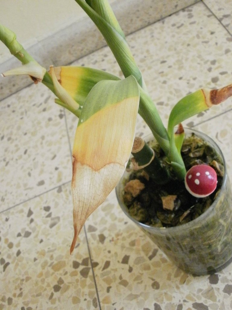 diagnosis Why has our lucky bamboo turned yellow? Gardening