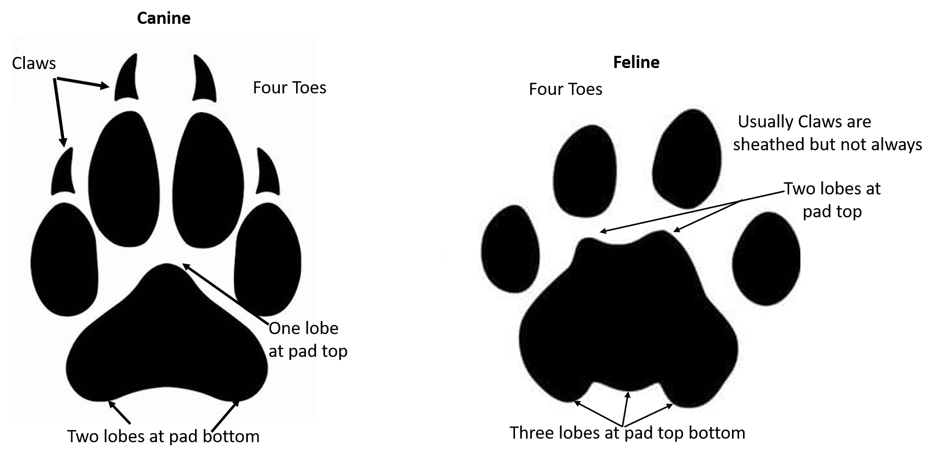 Claw marks Bear or cougar? The Great Outdoors Stack Exchange