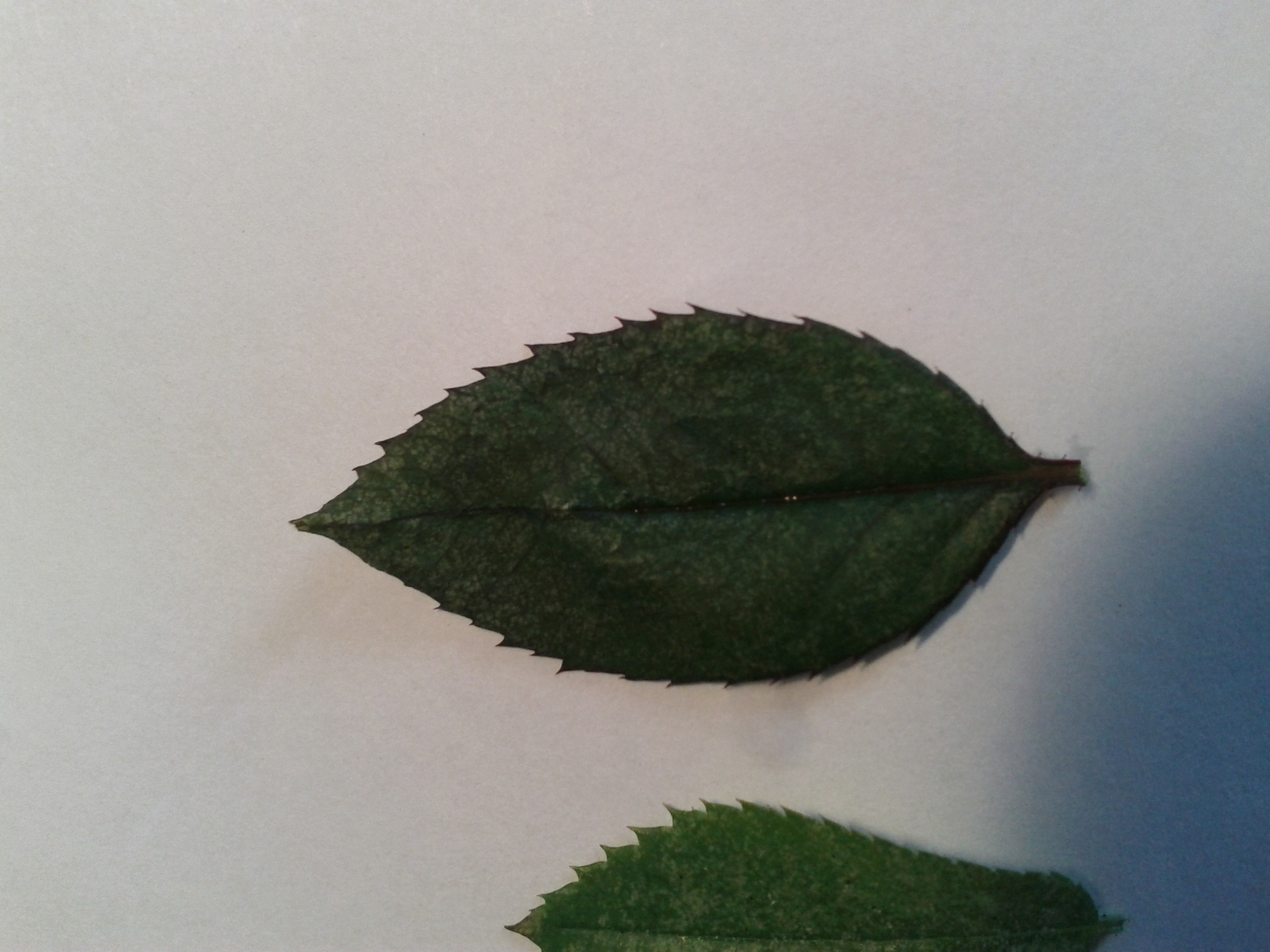 plant health White spots on rose leaves Gardening & Landscaping Stack Exchange