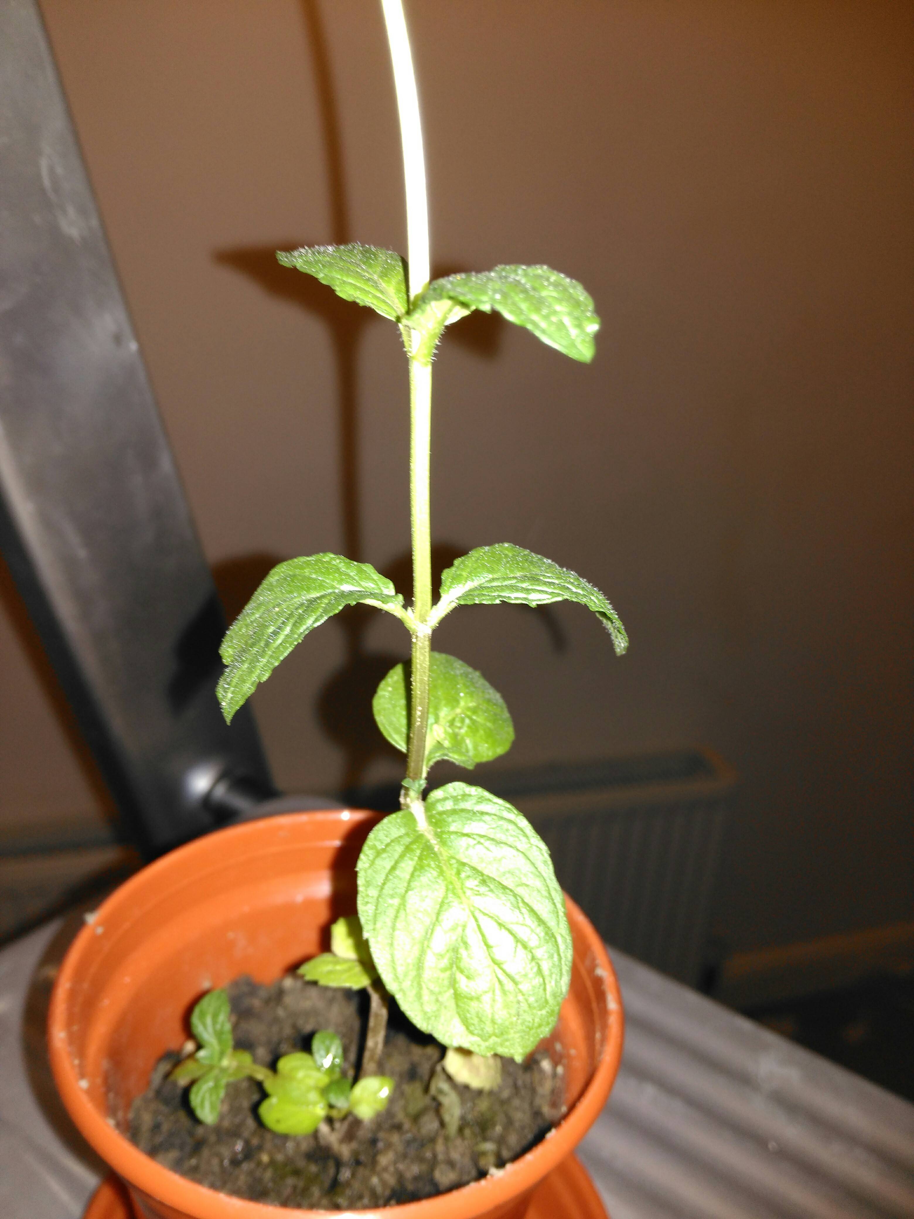 identification Is this plant that smells like mint actually a mint