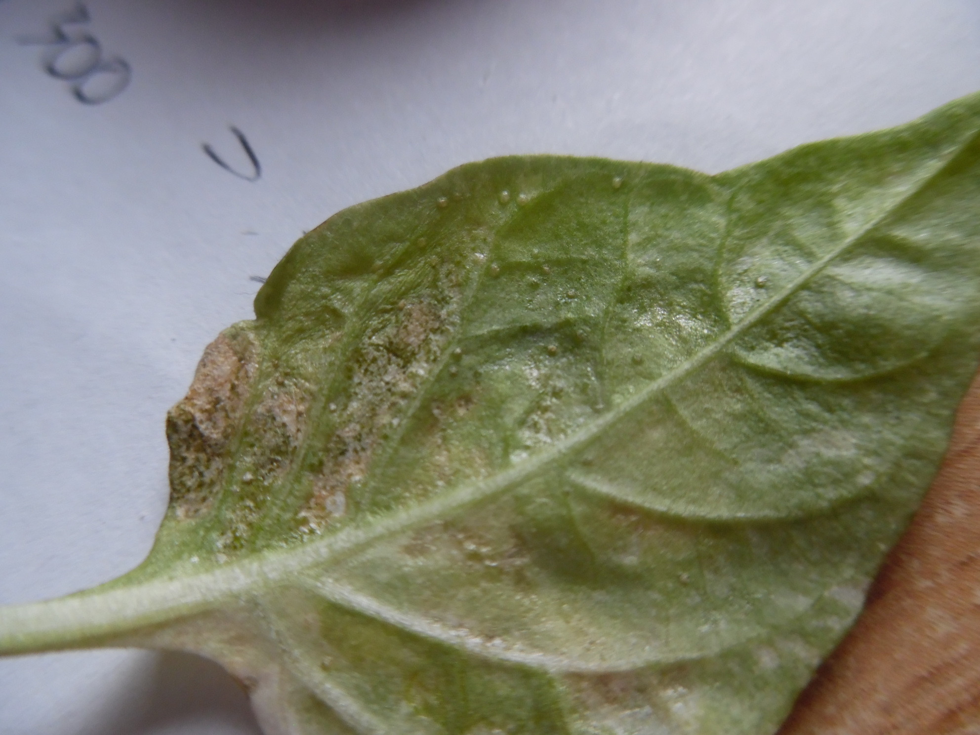 diagnosis What is damaging my pepper plant? Gardening & Landscaping