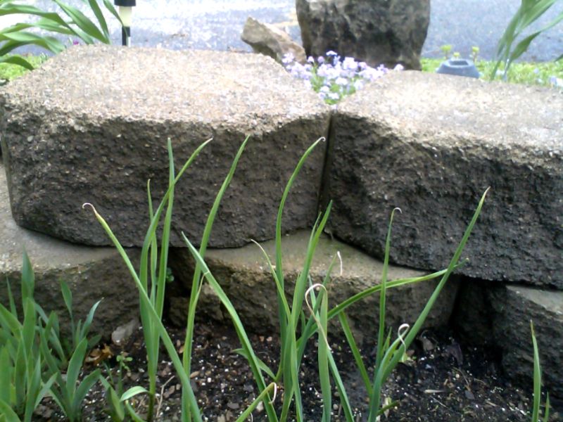 leaves Why are the tips of my hardneck garlic plants dying