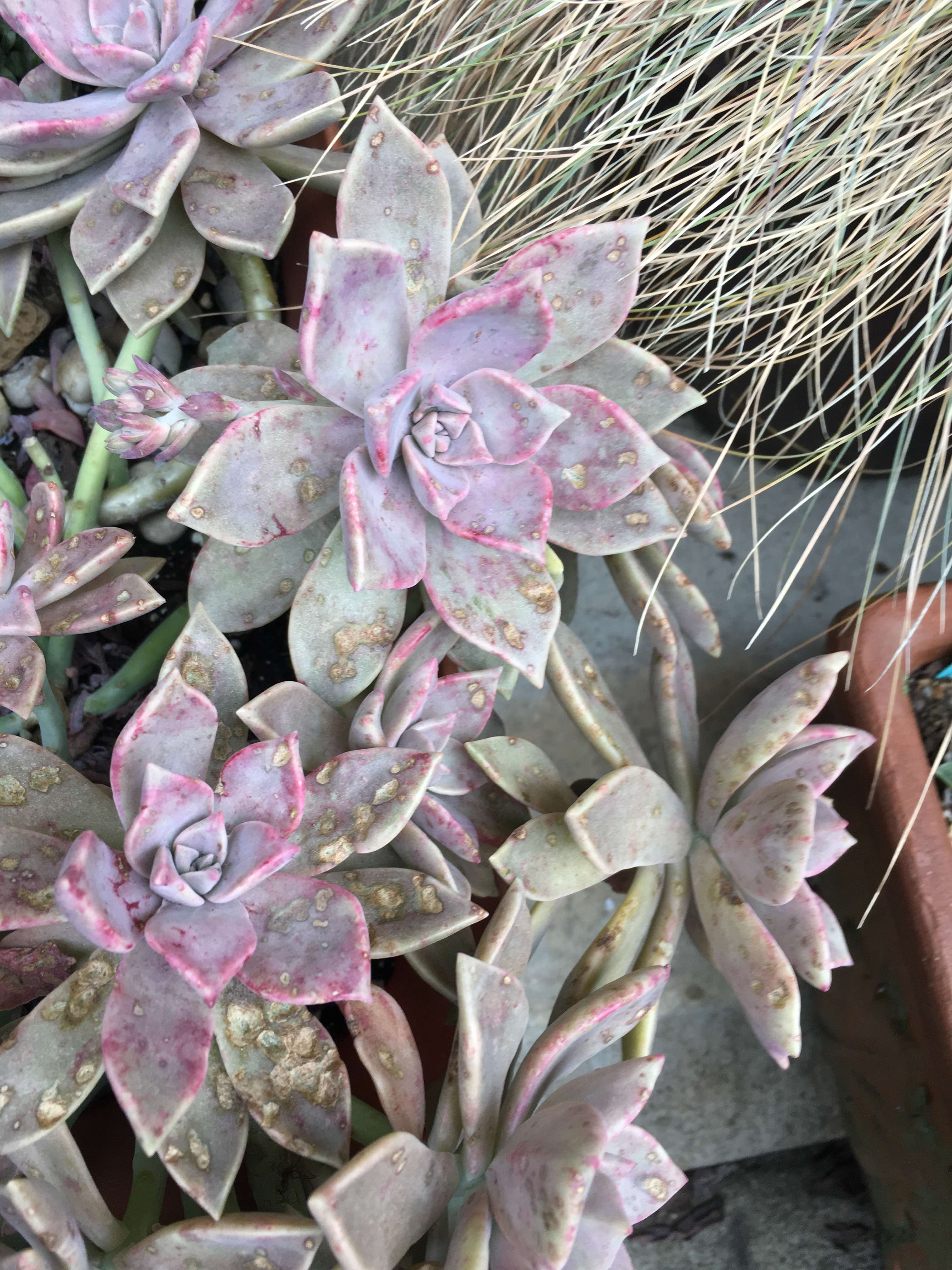 succulents Brown spots on echeveria Gardening & Landscaping Stack