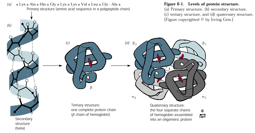 biochemistry Any good website/book to understand protein folding and