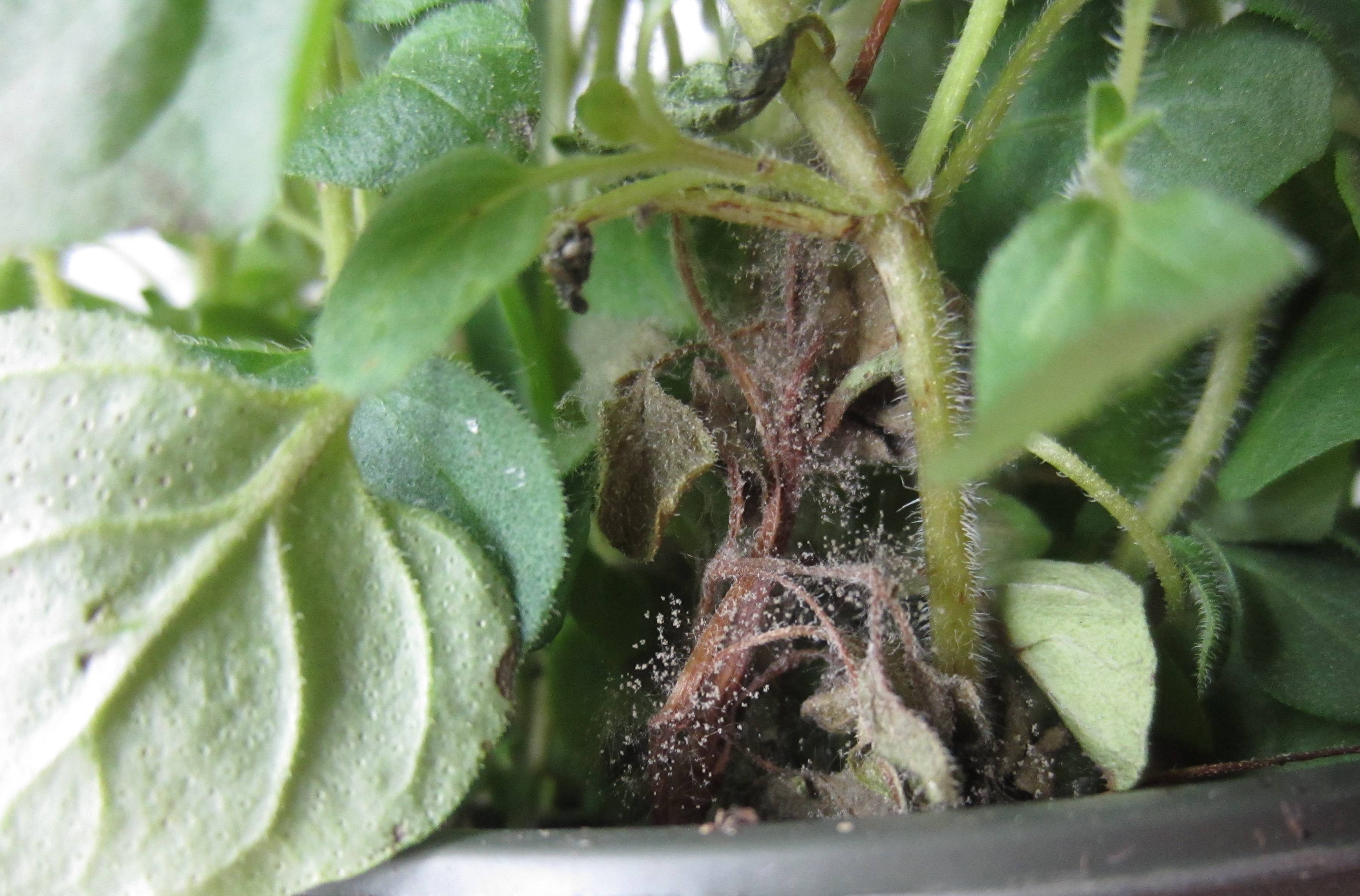 identification What is this pest on my oregano? Gardening