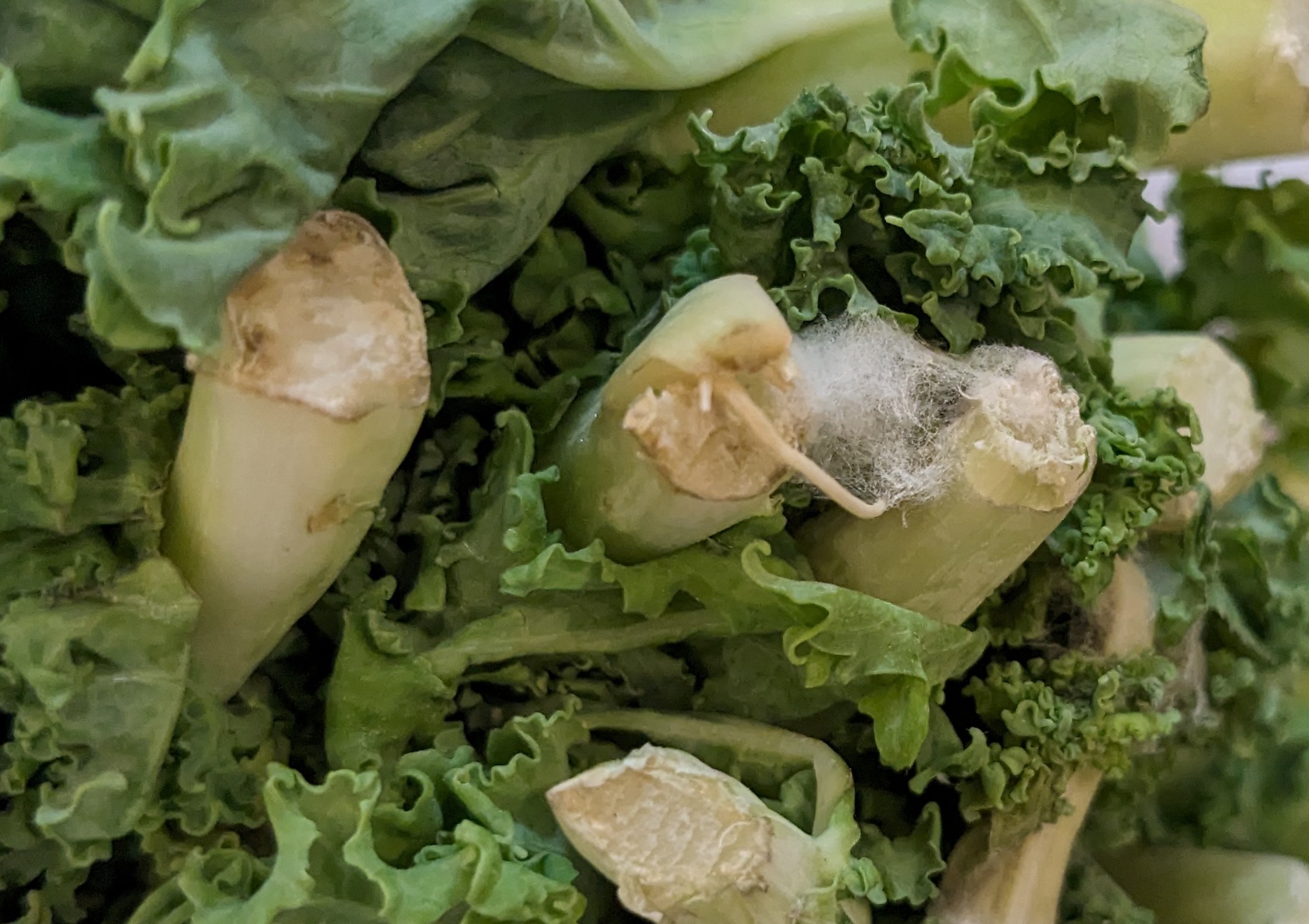 food safety White mold on kale stems Seasoned Advice
