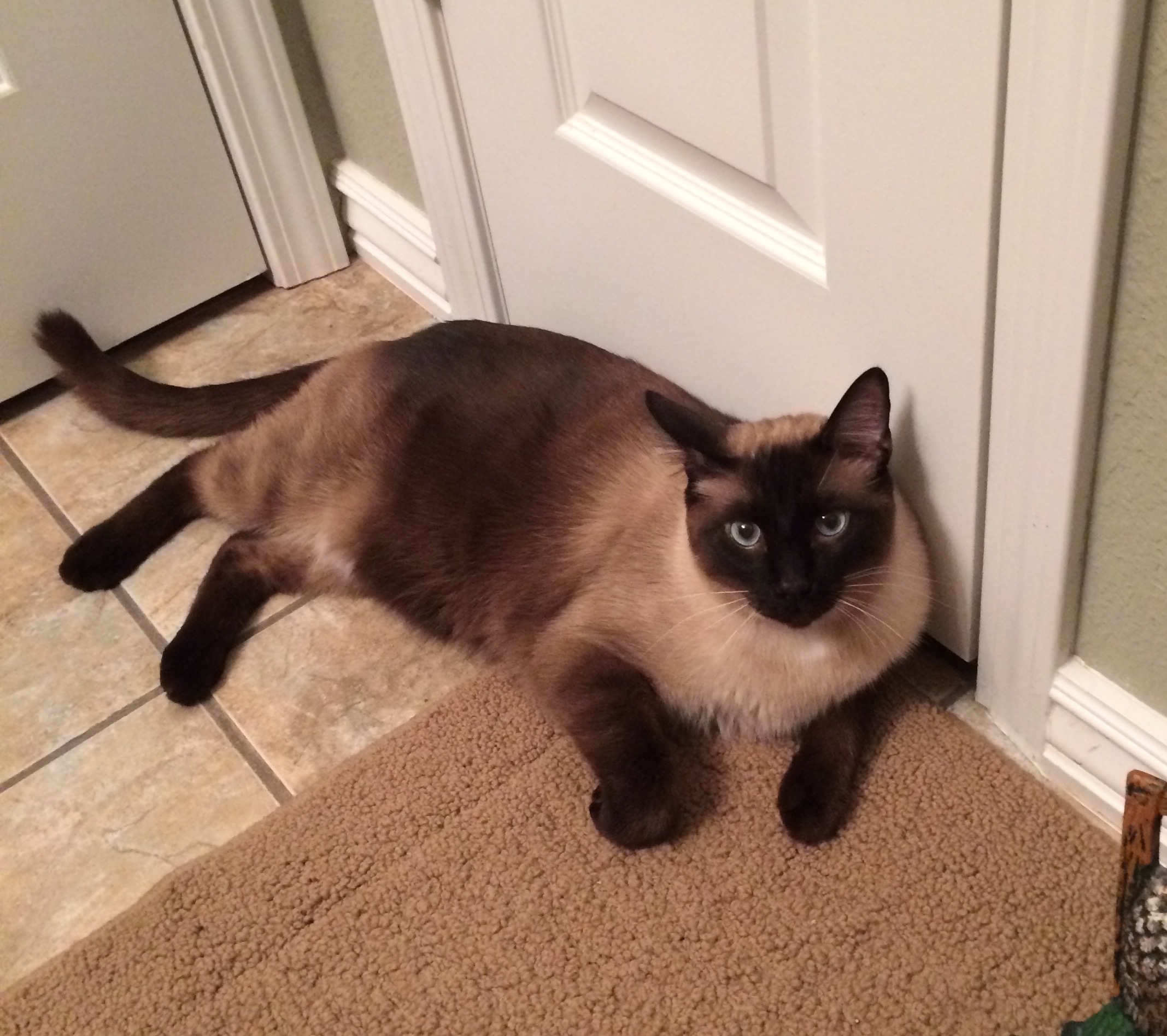 weight Can a cat be naturally skinny? Pets Stack Exchange