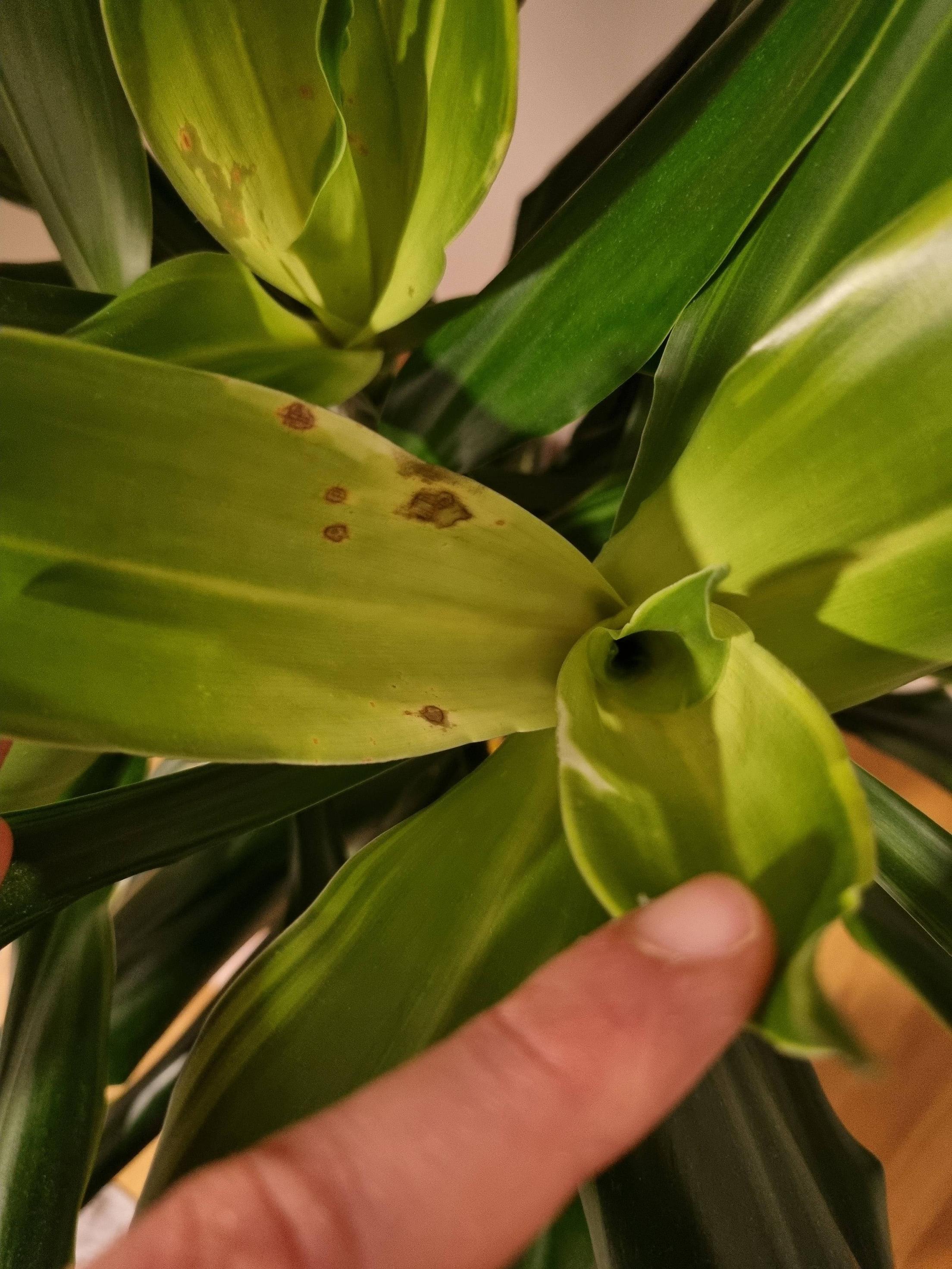 identification Dragon tree disease need help identifying
