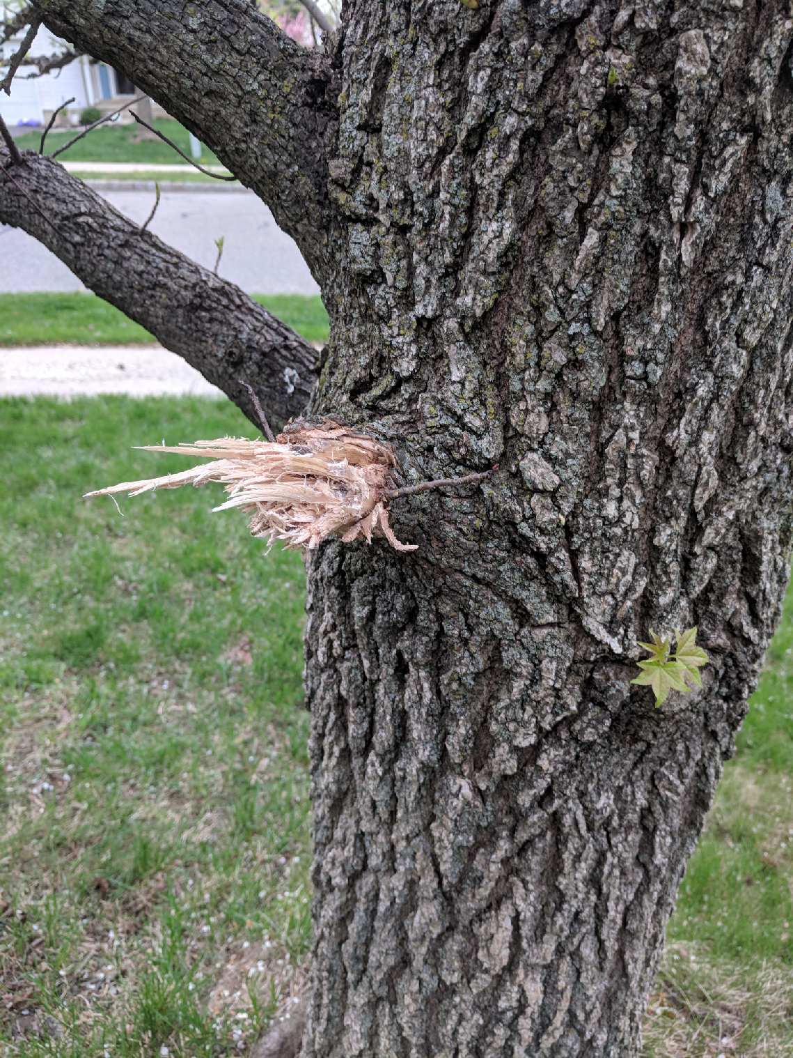 diseases How to save a tree that is falling apart? Gardening