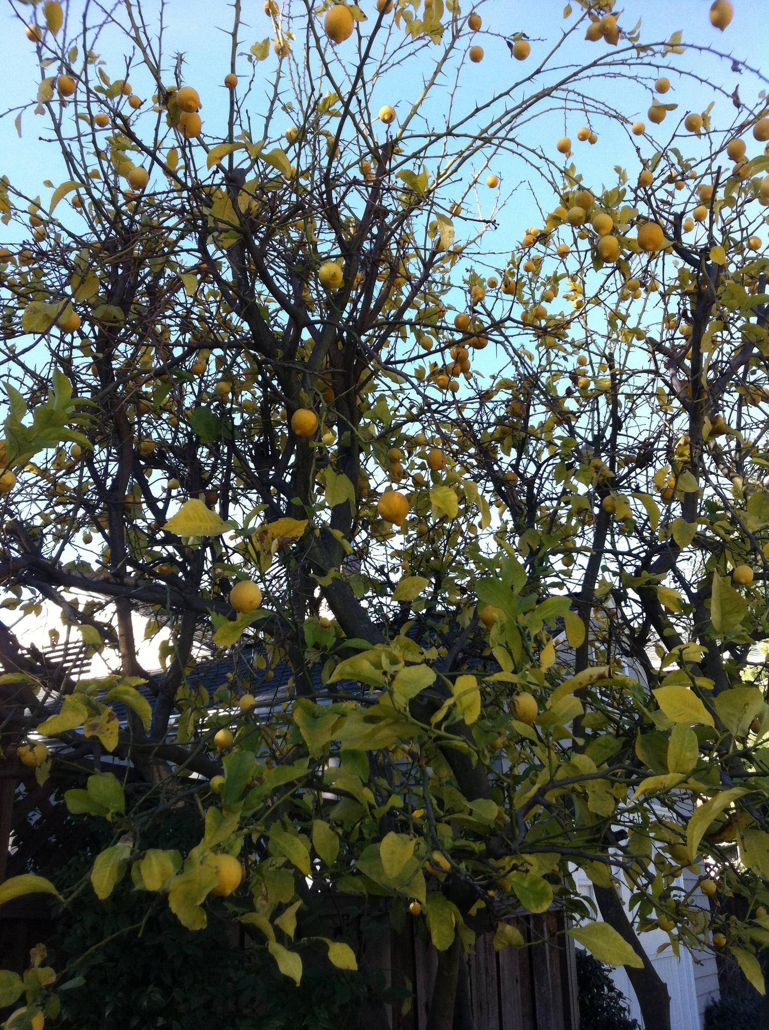 diagnosis How should a lemon tree with yellowing leaves, peeling bark