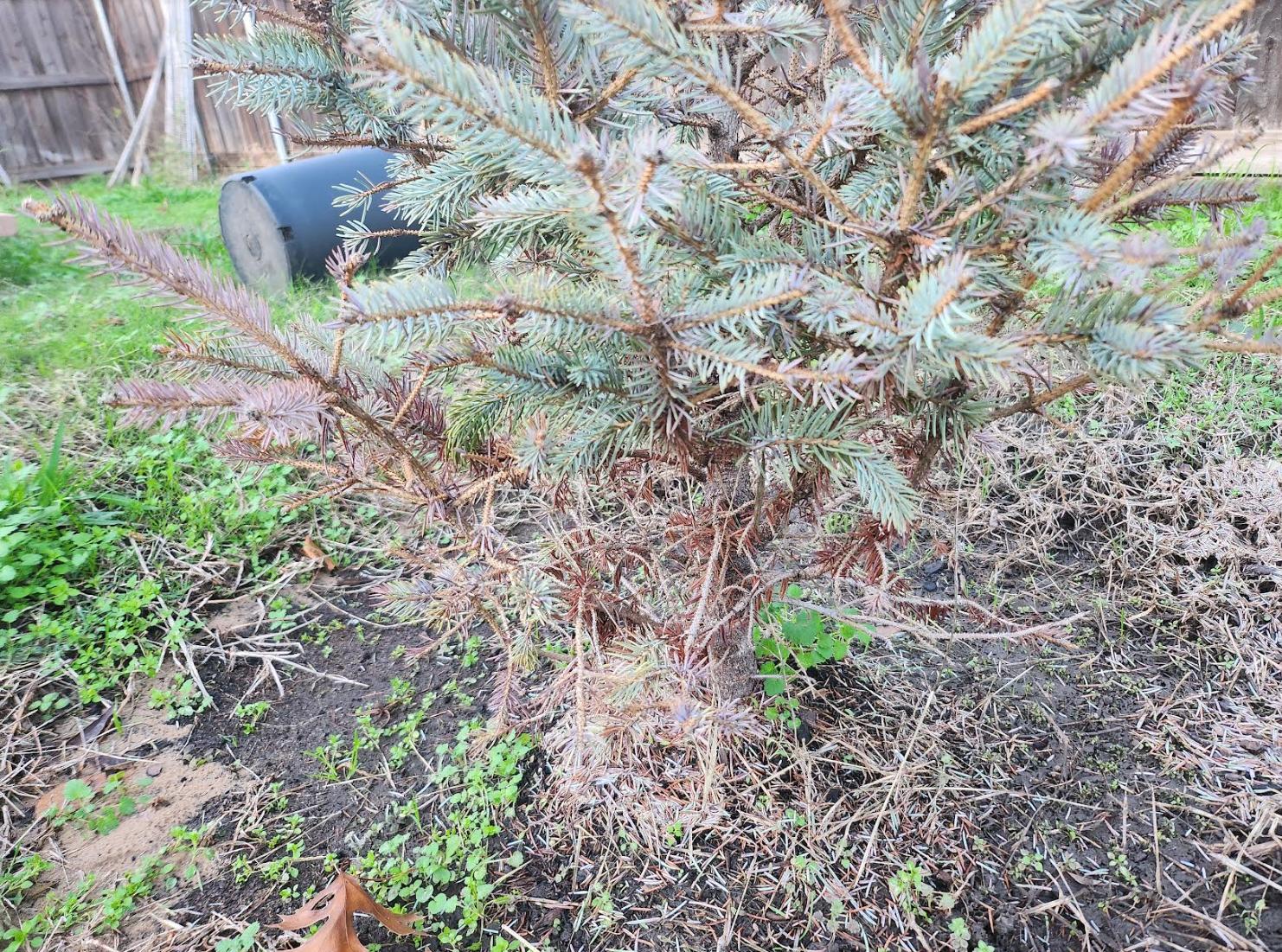 trees Why is my Colorado Blue Spruce Dying? Gardening & Landscaping