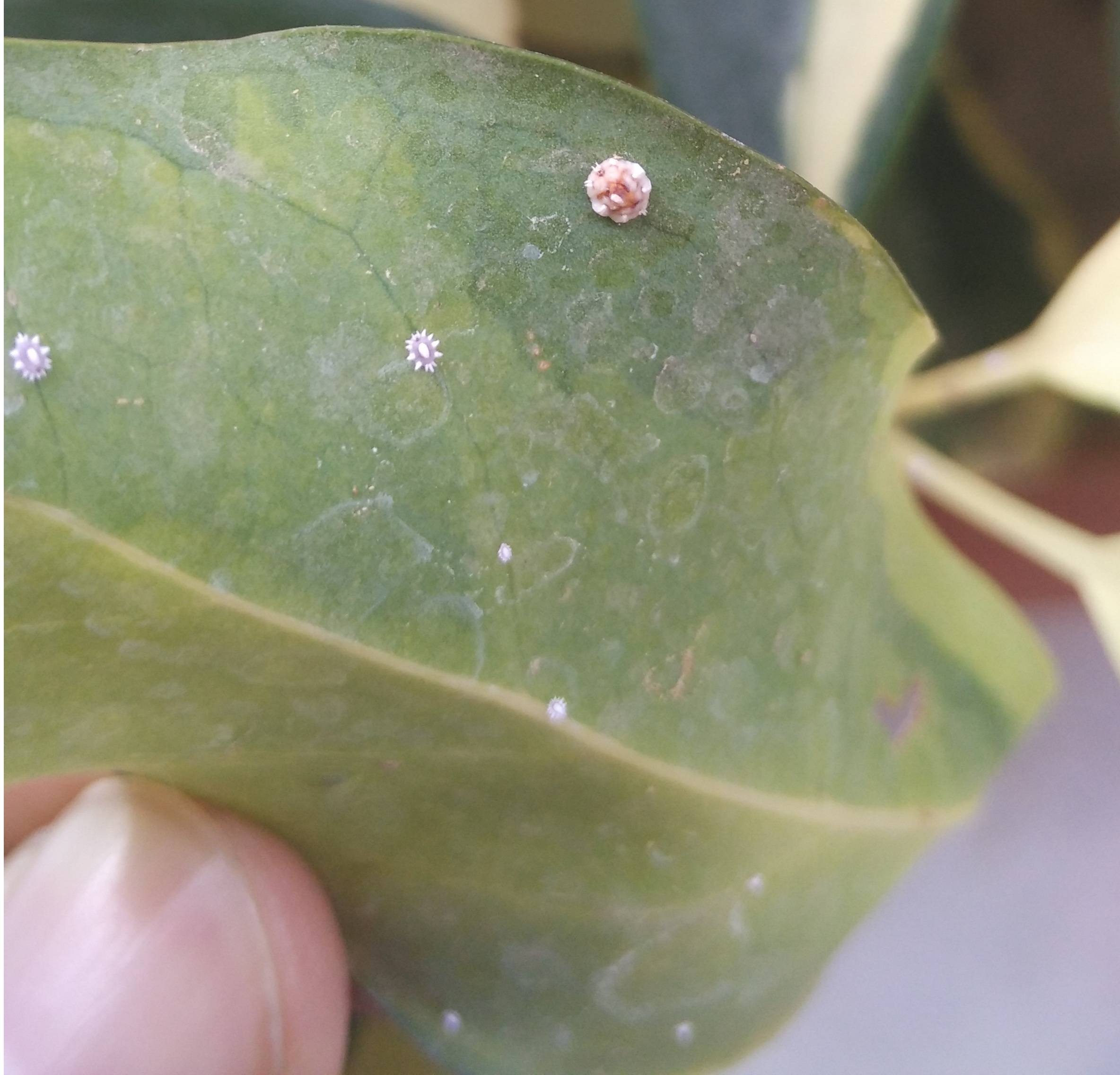 identification Should I remove the tiny, cute, white and red bugs from my Umbrella plant