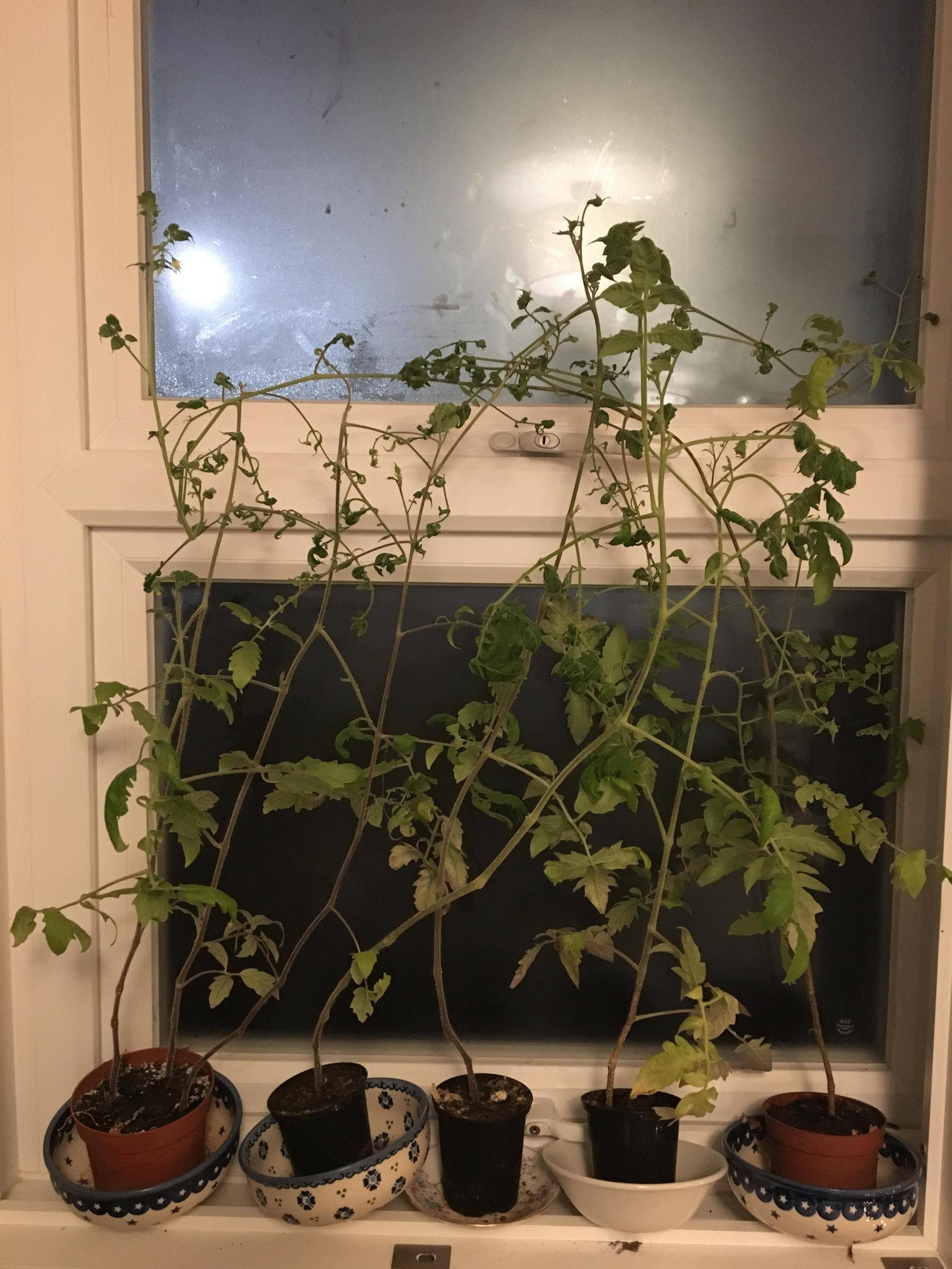 tomatoes Tomato Plants indoors over the winter Gardening