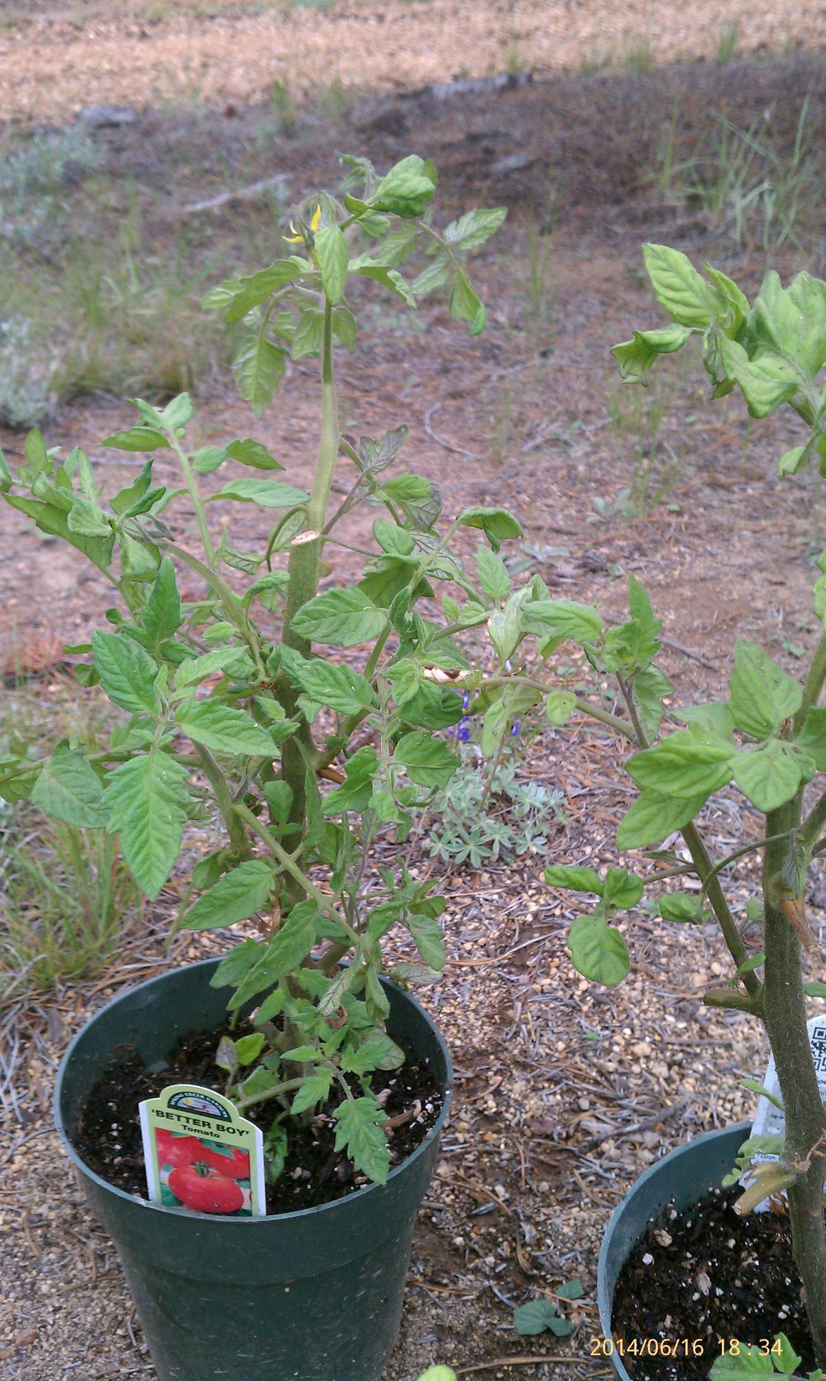 My tomatoes got hit by a freeze Gardening & Landscaping Stack Exchange