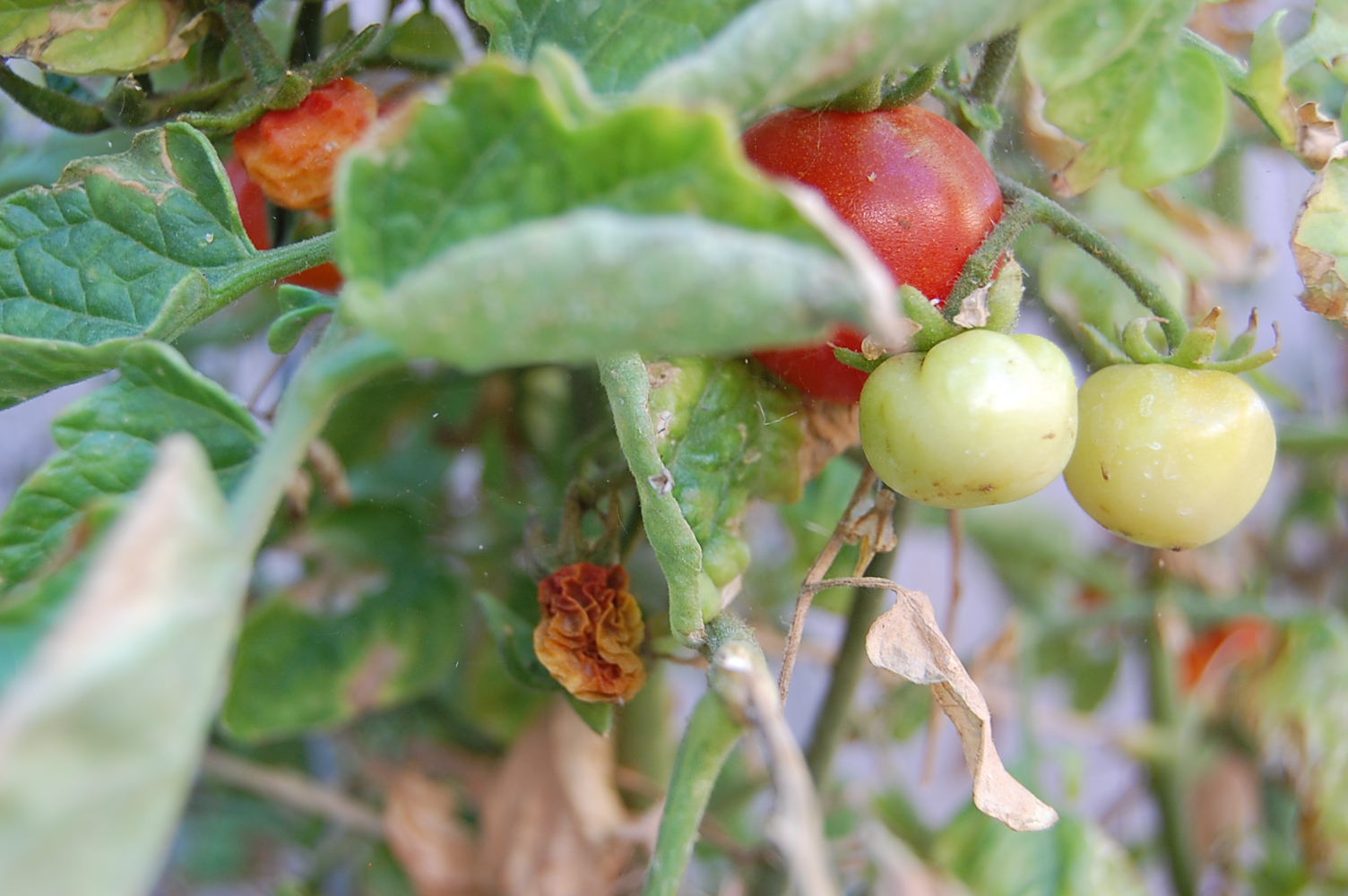 watering Is it possible to overwater tomatoes growing in a dry