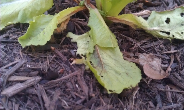 diagnosis How do I get rid of pill bugs in my vegetable garden (or is