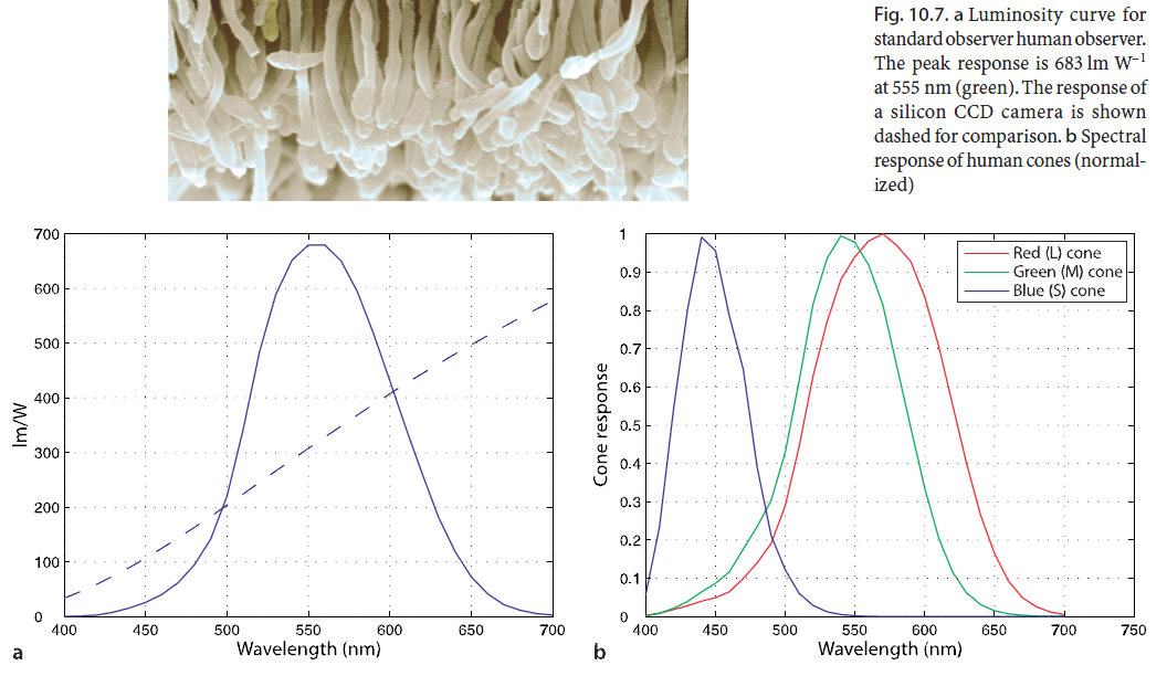 visible light How to combine contributions of individual type of cone