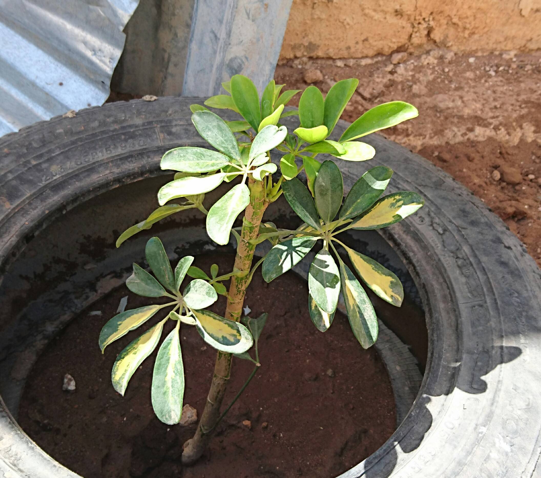 identification Woody stemmed plant with variegated palmate leaves