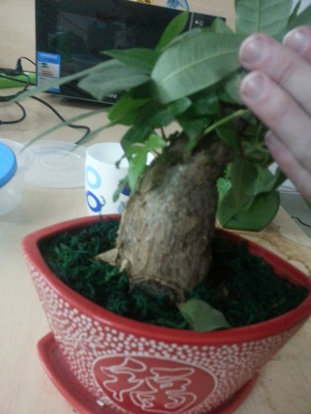 identification What is this small potted plant with a thick trunk and