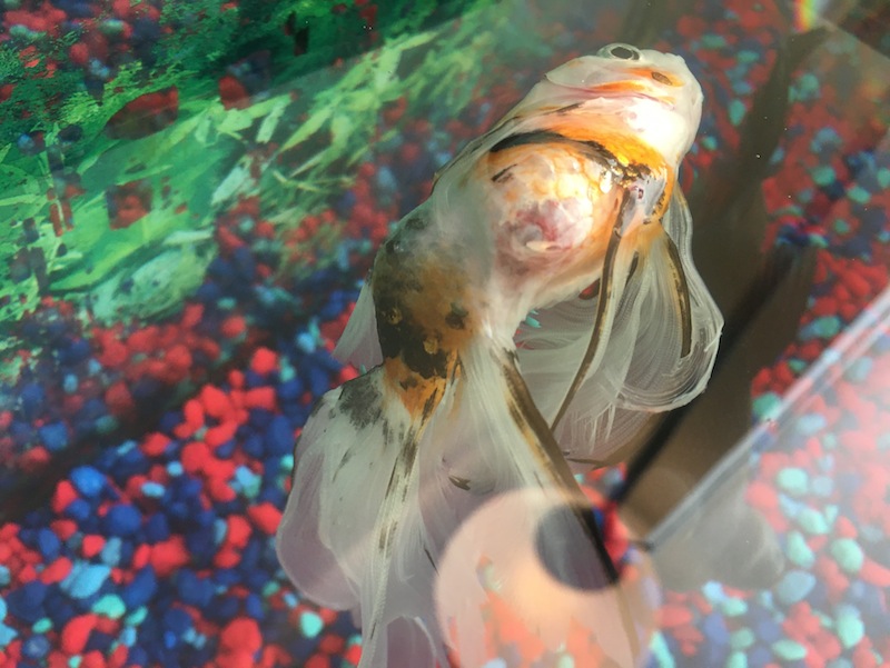 health Goldfish skin around the intestine area is gone and stomach