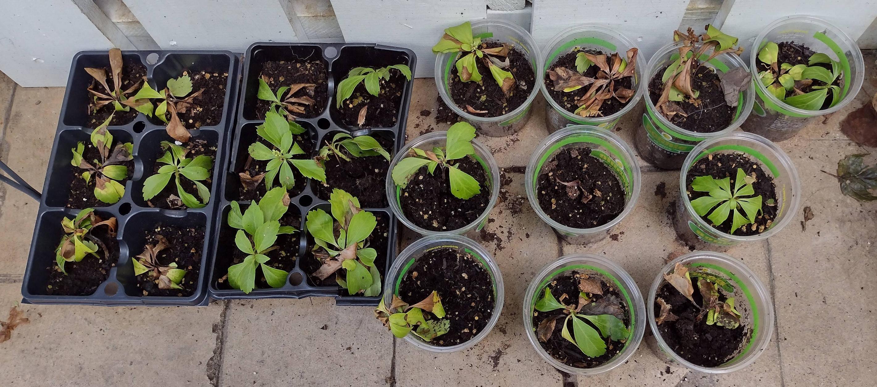 propagation Why are my pachysandra cuttings dying? Gardening