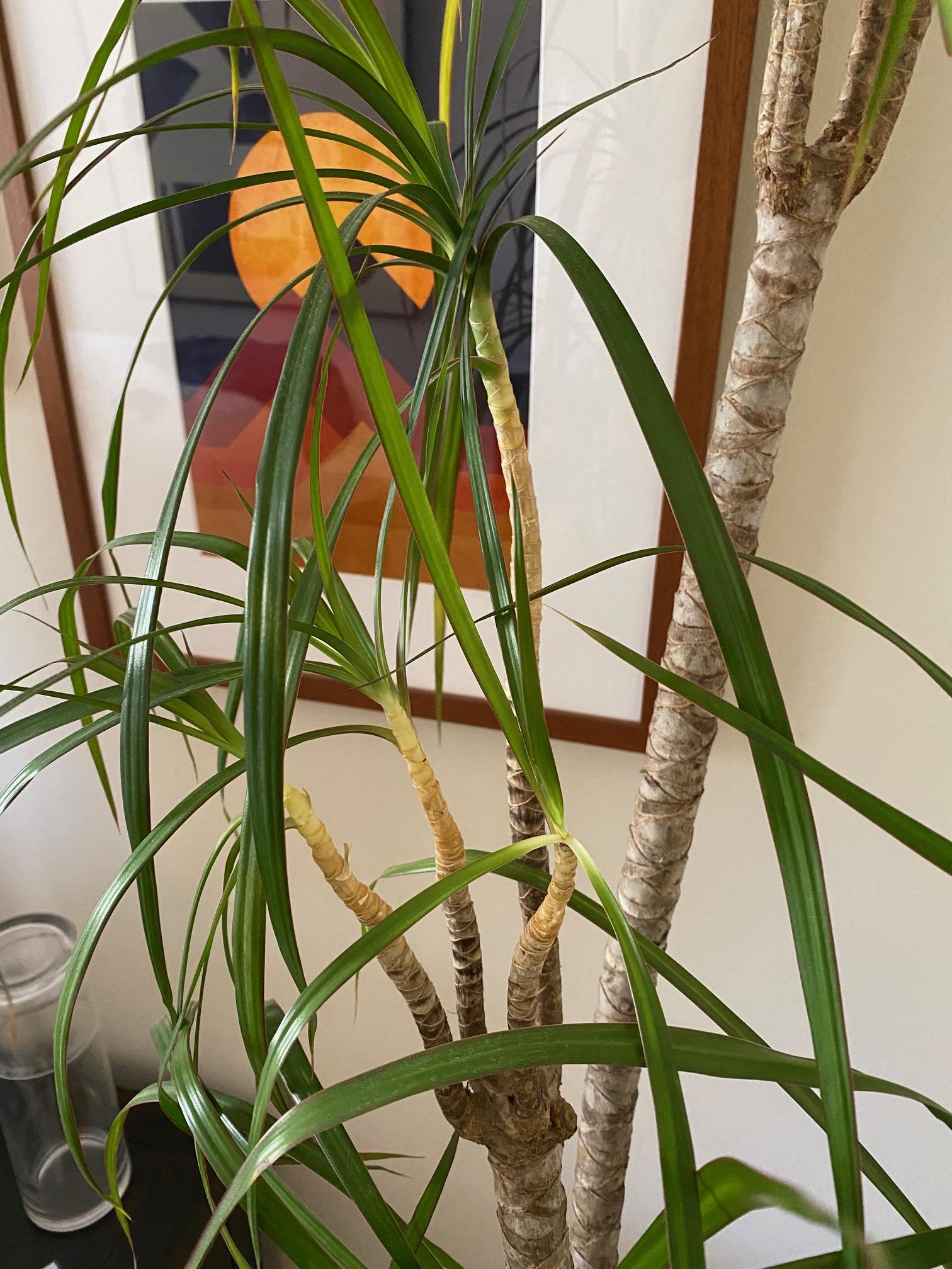 houseplants New growth Dracaena Marginata leaves dropping Gardening