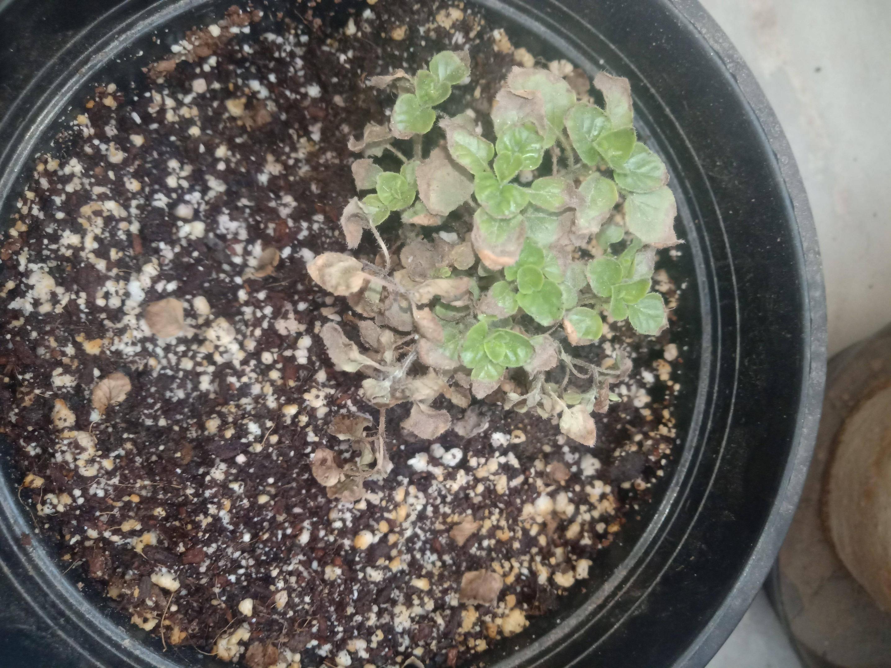 diagnosis Oregano plant leaves drying up Gardening & Landscaping