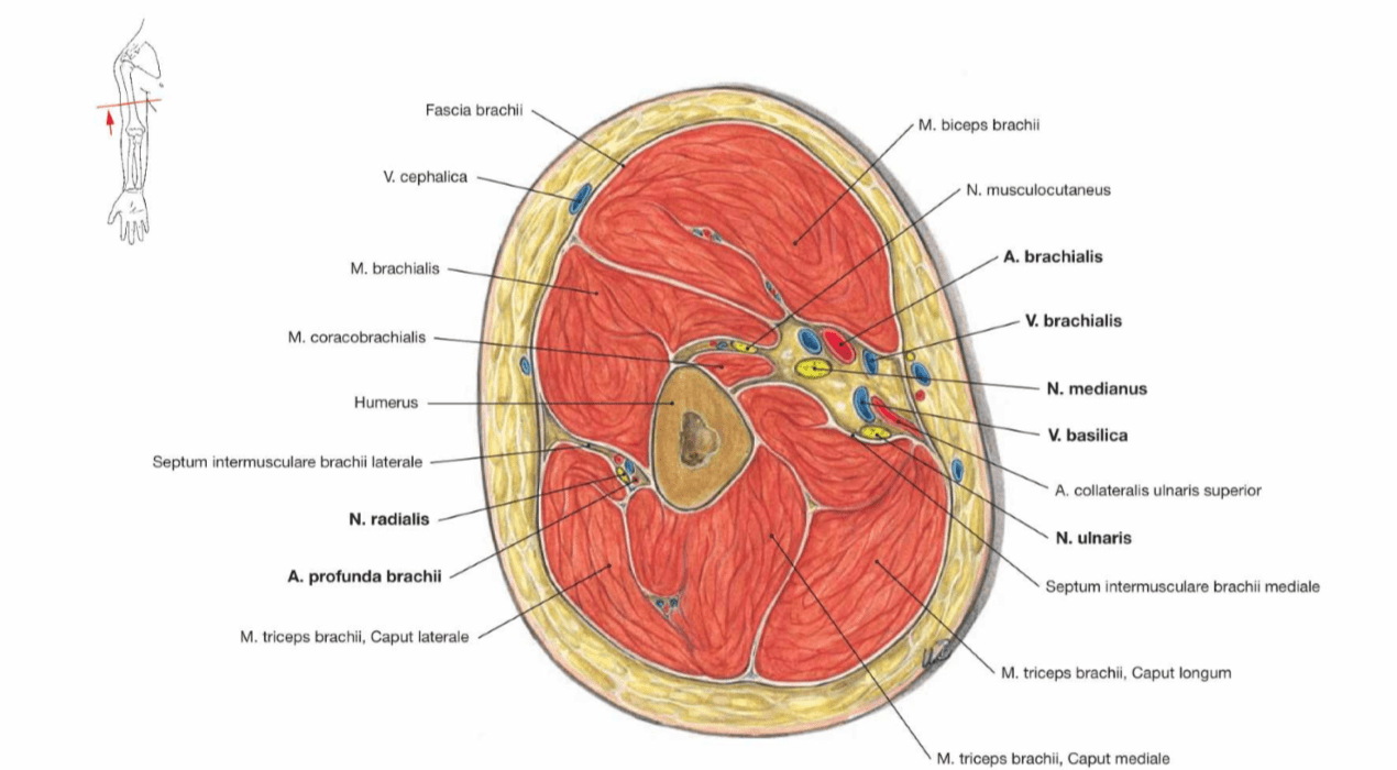 human anatomy Cross section through the right arm question Biology